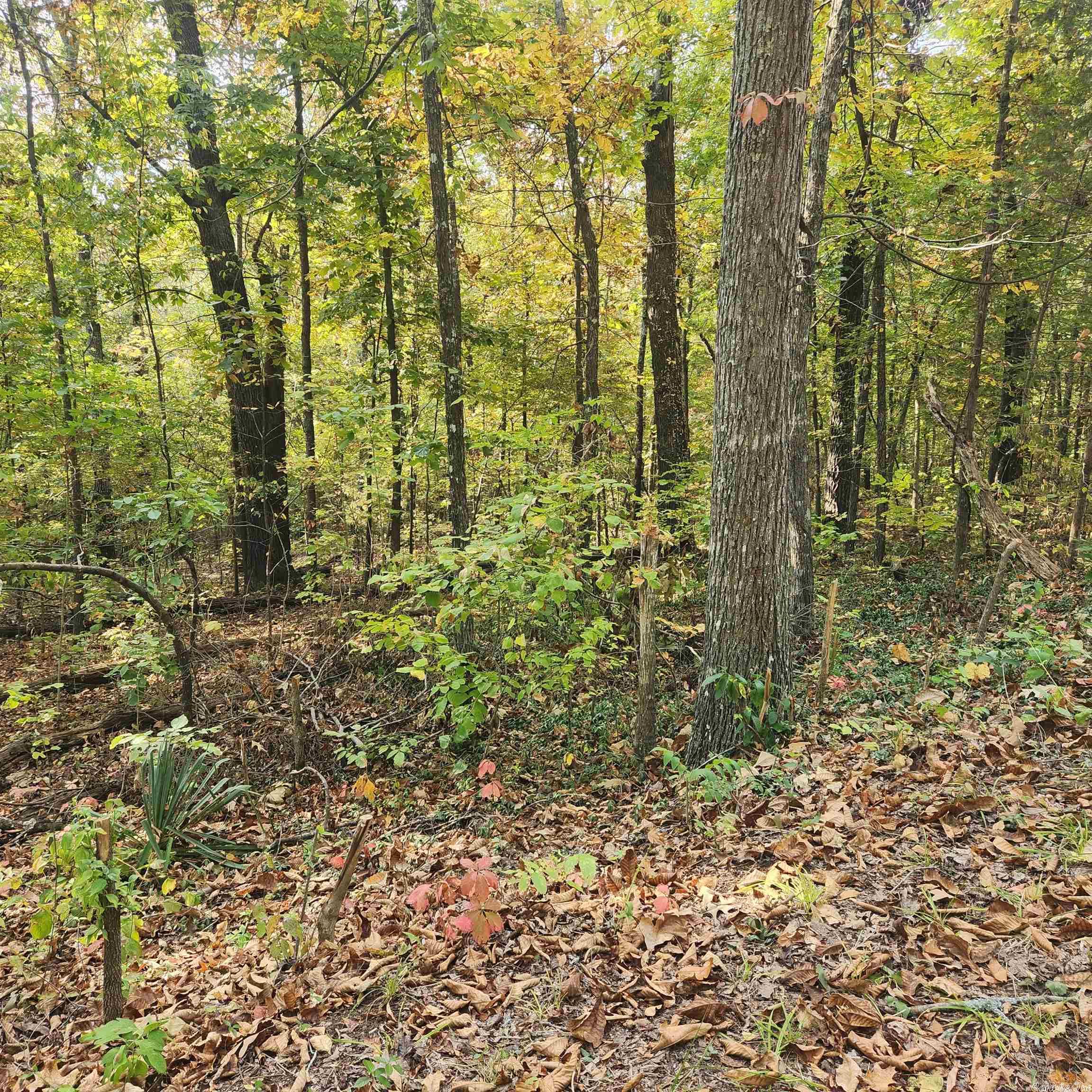 Photo 13 - Vacant Land for sale – L-24 B-6  Navajo   Cherokee Village, AR