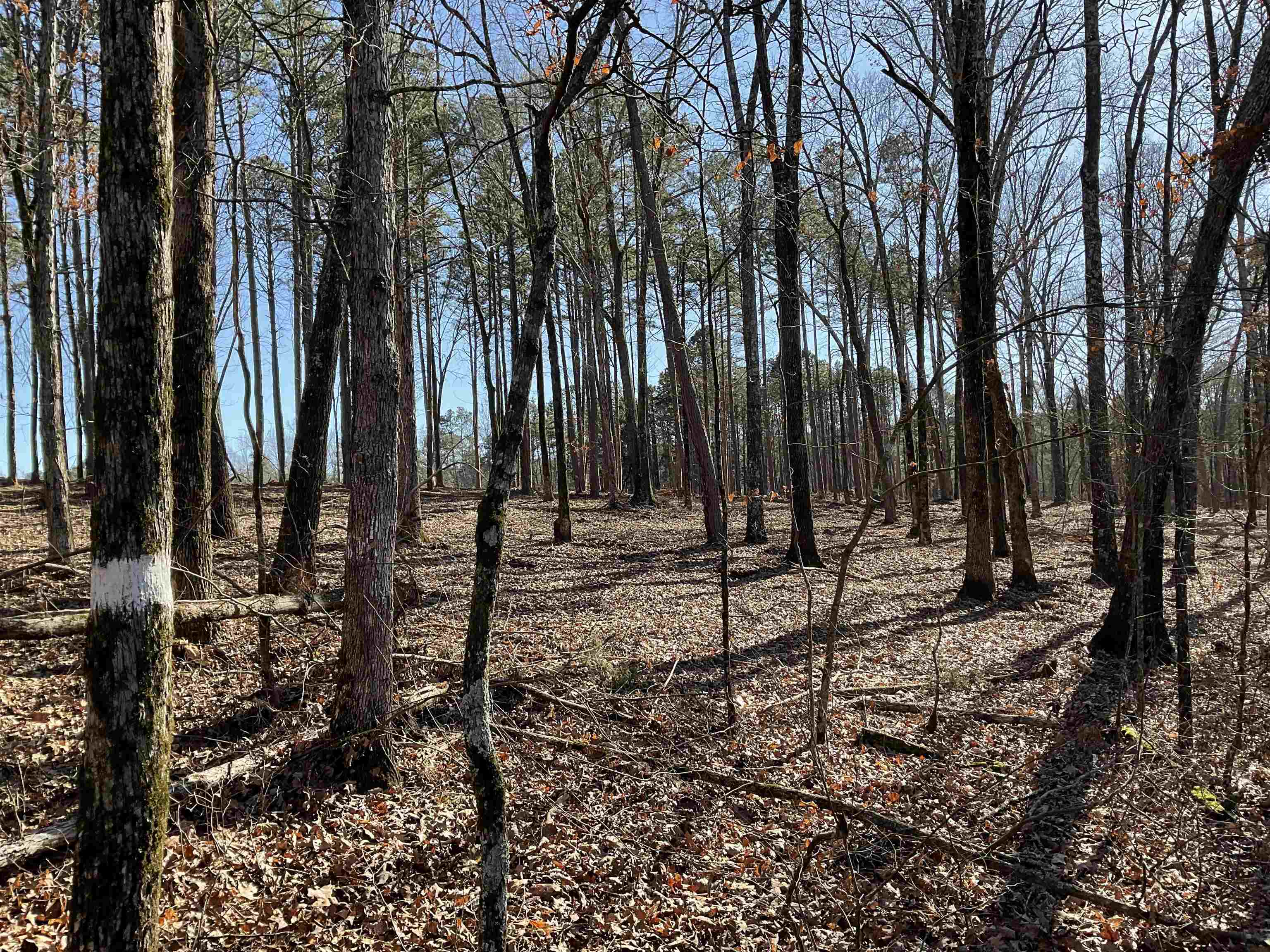 Photo 15 - Vacant Land for sale – L5  Elrod Dr.   Greers Ferry, AR