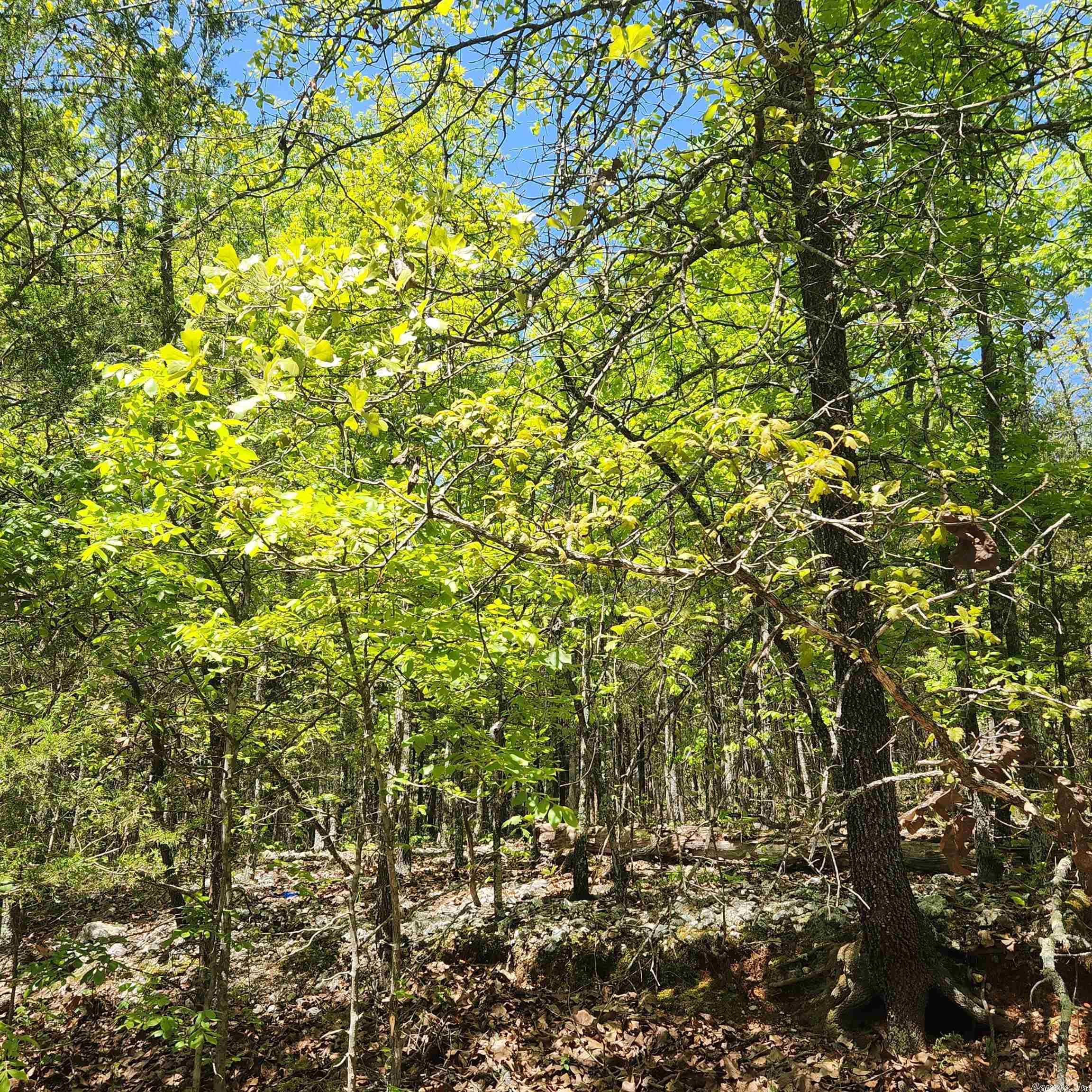 Photo 5 - Vacant Land for sale – L-61 B-1  Kayenta   Cherokee Village, AR