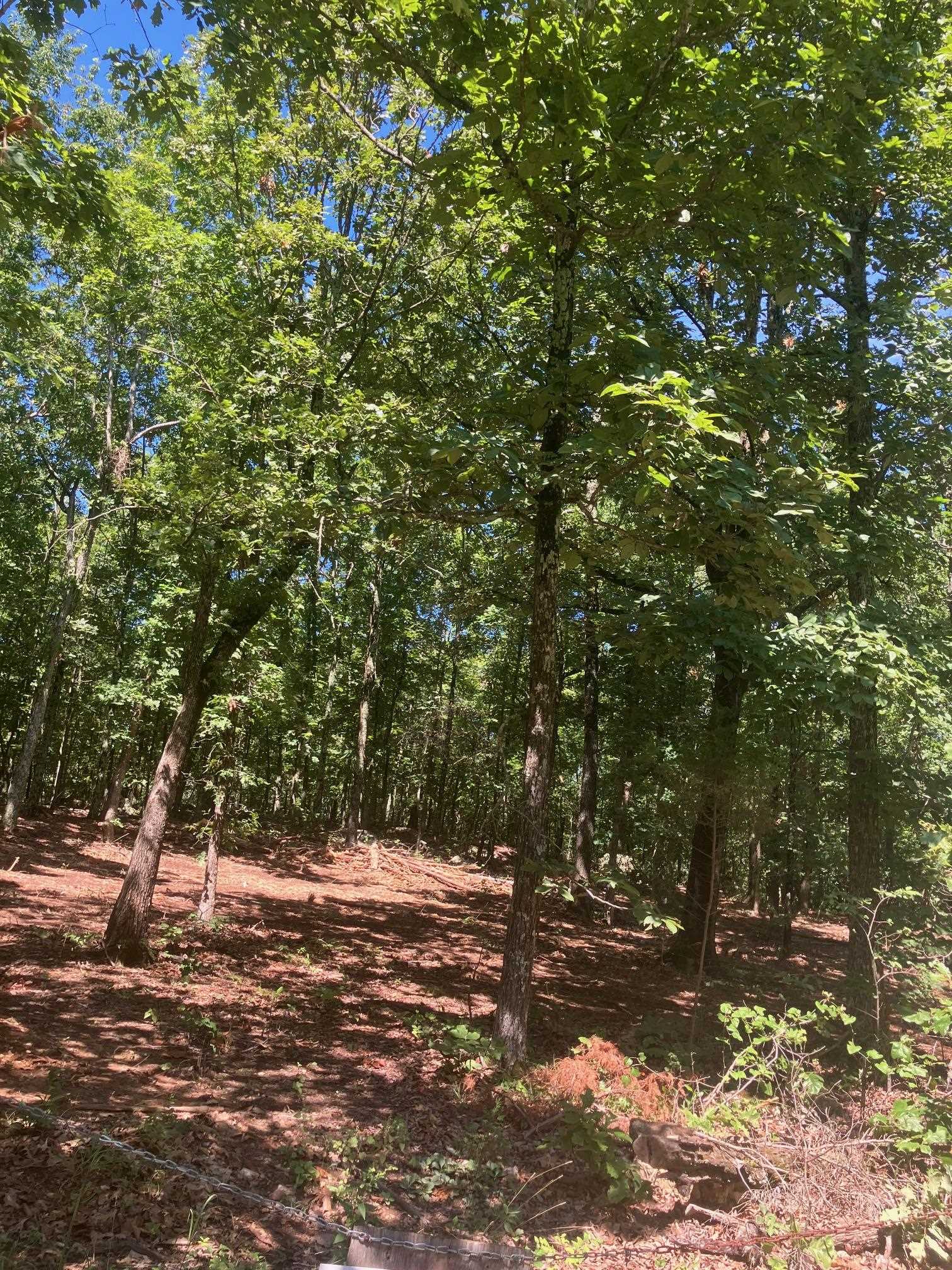 Photo 5 - Vacant Land for sale – 605  Lone Oak Road   Williford, AR