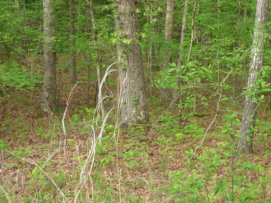 Photo 2 - Vacant Land for sale –   Cochise   Cherokee Village, AR