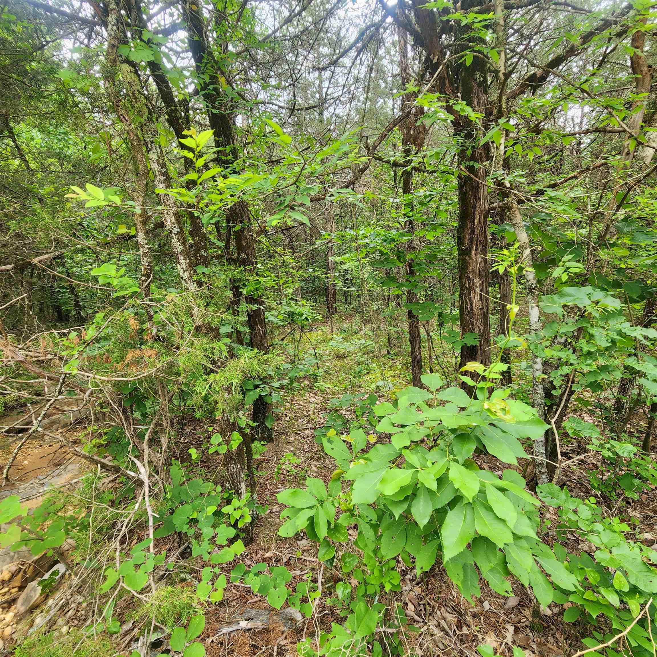 Photo 11 - Vacant Land for sale –   Powells Chapel   Evening Shade, AR