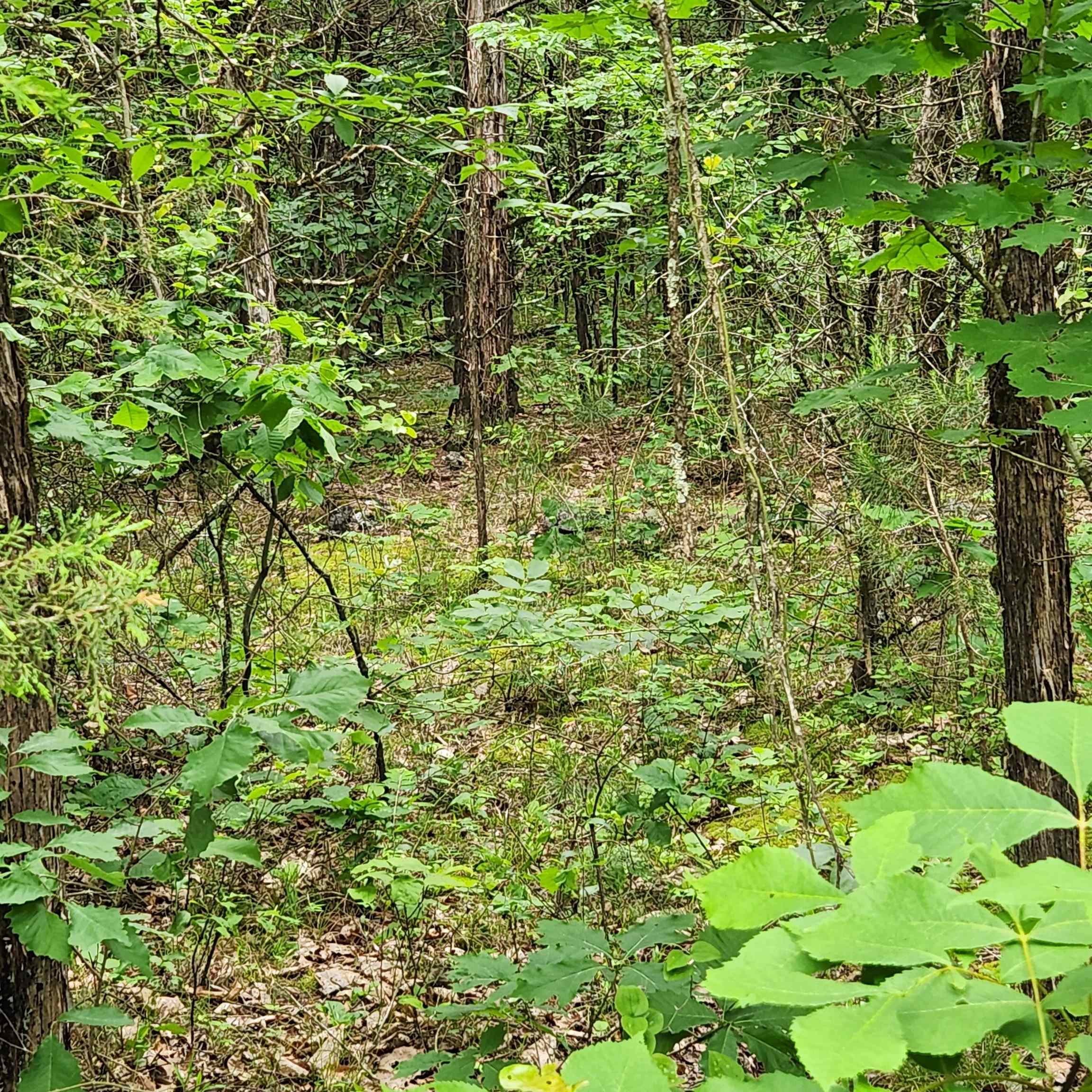 Photo 12 - Vacant Land for sale –   Powells Chapel   Evening Shade, AR