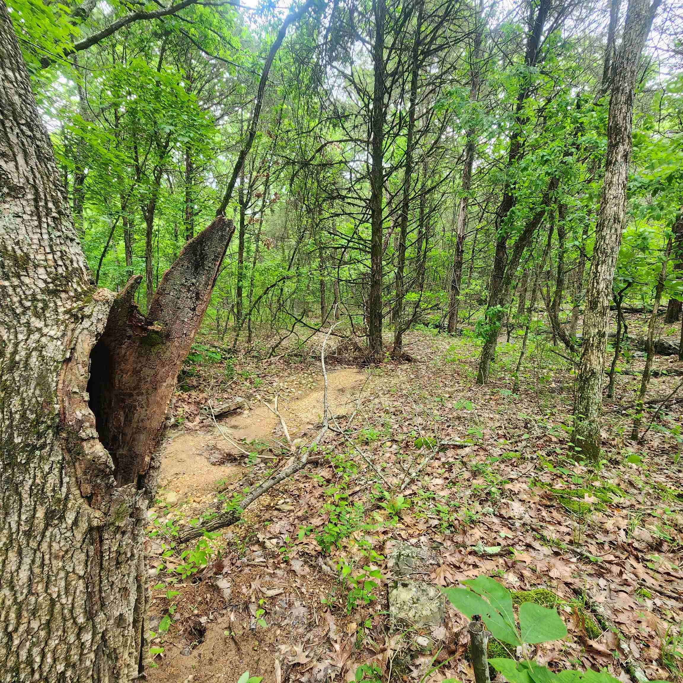 Photo 13 - Vacant Land for sale –   Powells Chapel   Evening Shade, AR