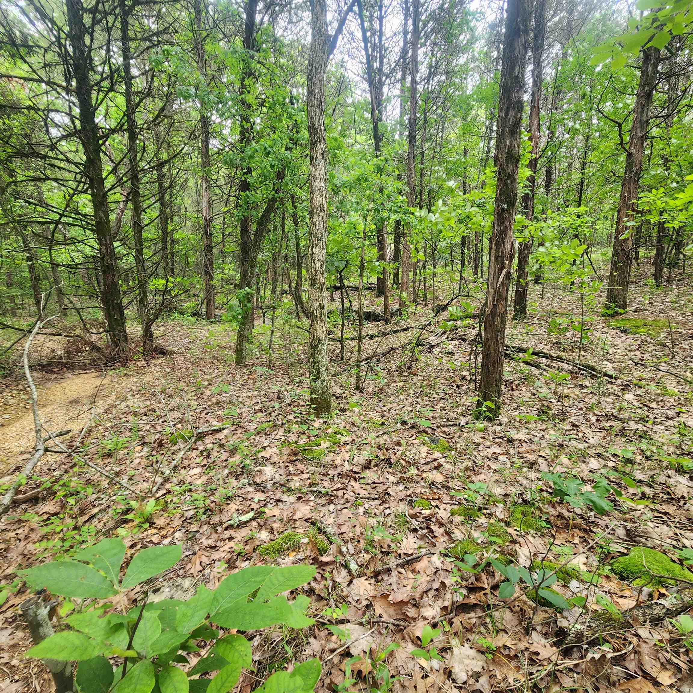 Photo 14 - Vacant Land for sale –   Powells Chapel   Evening Shade, AR