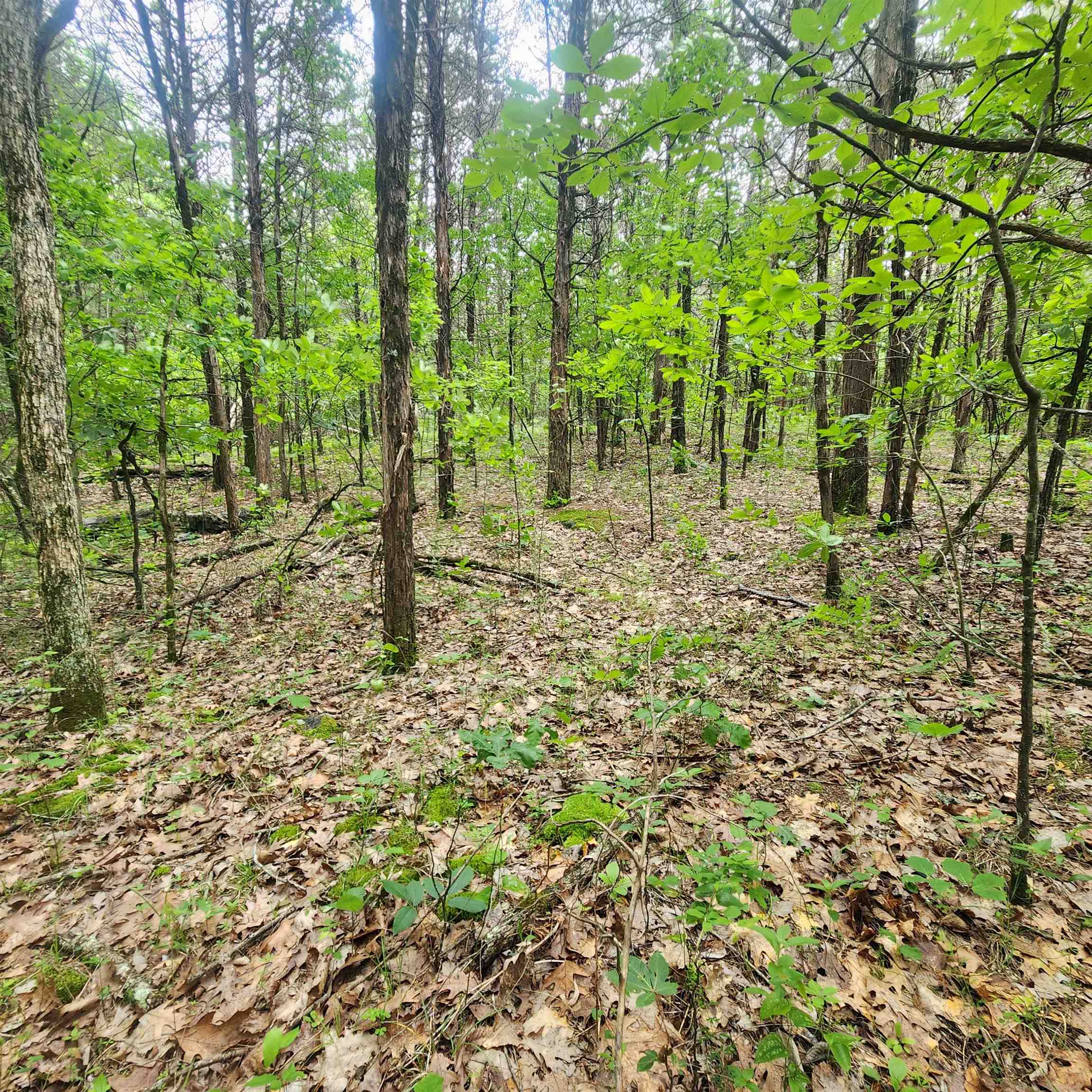 Photo 15 - Vacant Land for sale –   Powells Chapel   Evening Shade, AR