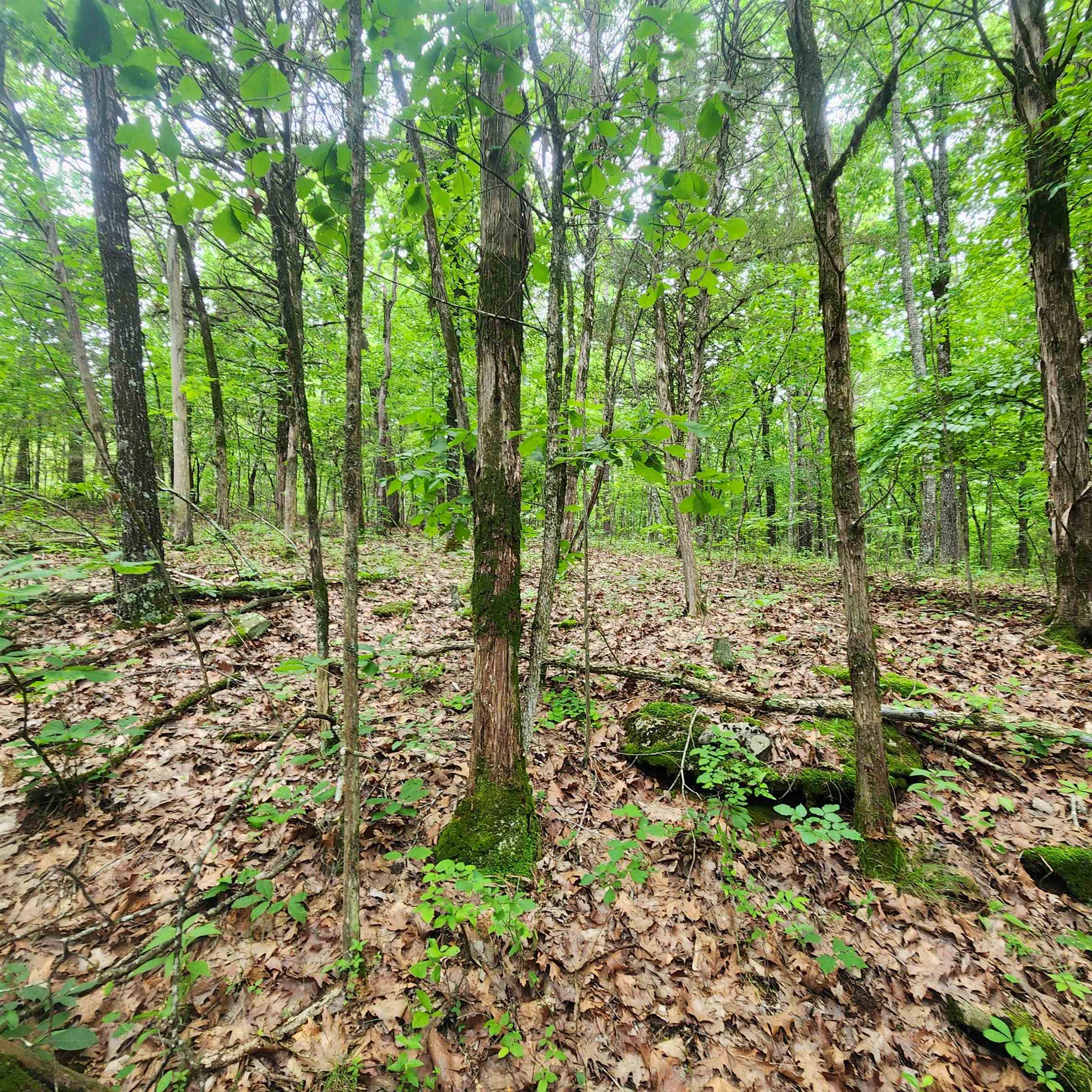 Photo 16 - Vacant Land for sale –   Powells Chapel   Evening Shade, AR