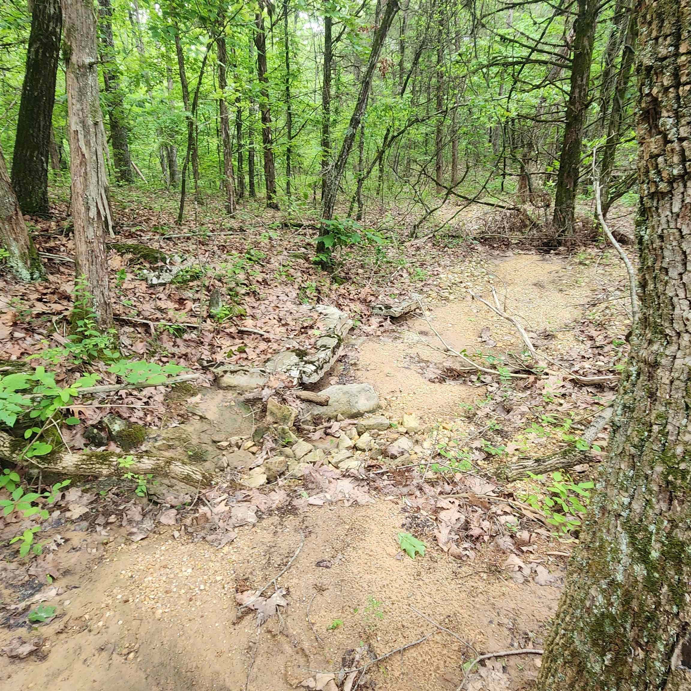 Photo 20 - Vacant Land for sale –   Powells Chapel   Evening Shade, AR