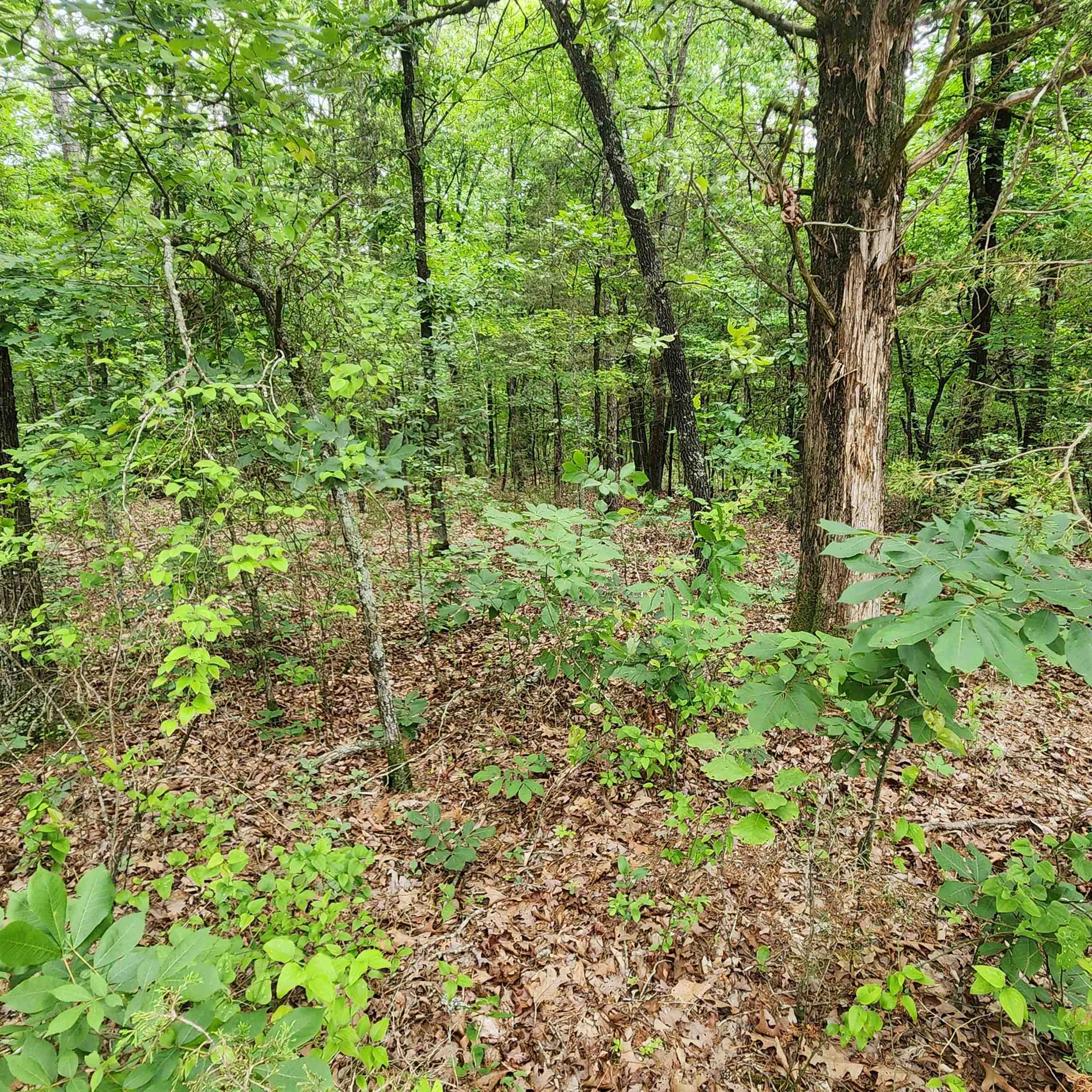 Photo 21 - Vacant Land for sale –   Powells Chapel   Evening Shade, AR