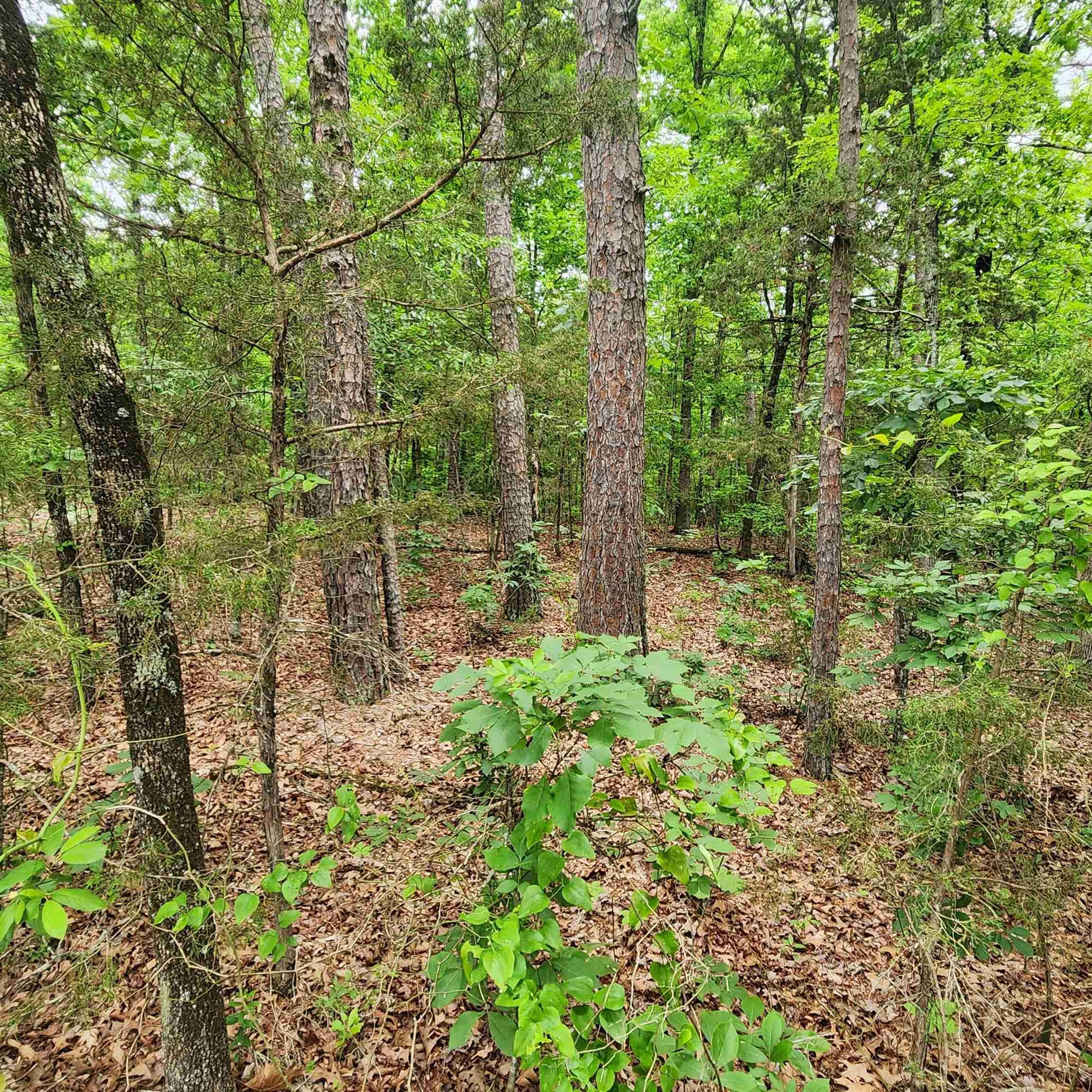 Photo 22 - Vacant Land for sale –   Powells Chapel   Evening Shade, AR