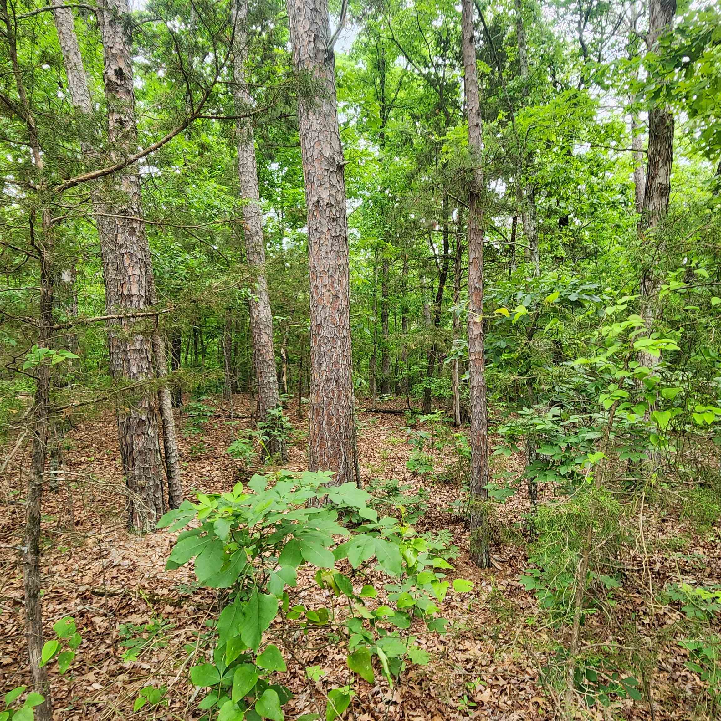 Photo 23 - Vacant Land for sale –   Powells Chapel   Evening Shade, AR
