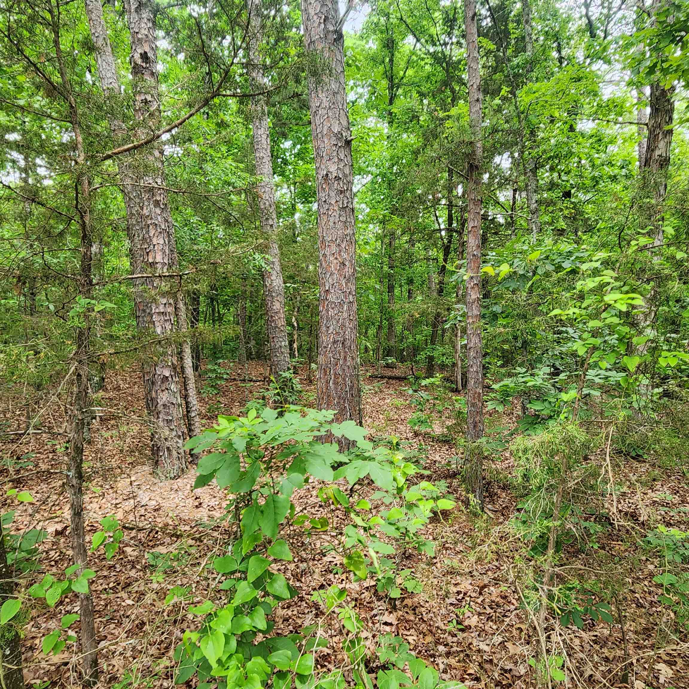 Photo 24 - Vacant Land for sale –   Powells Chapel   Evening Shade, AR