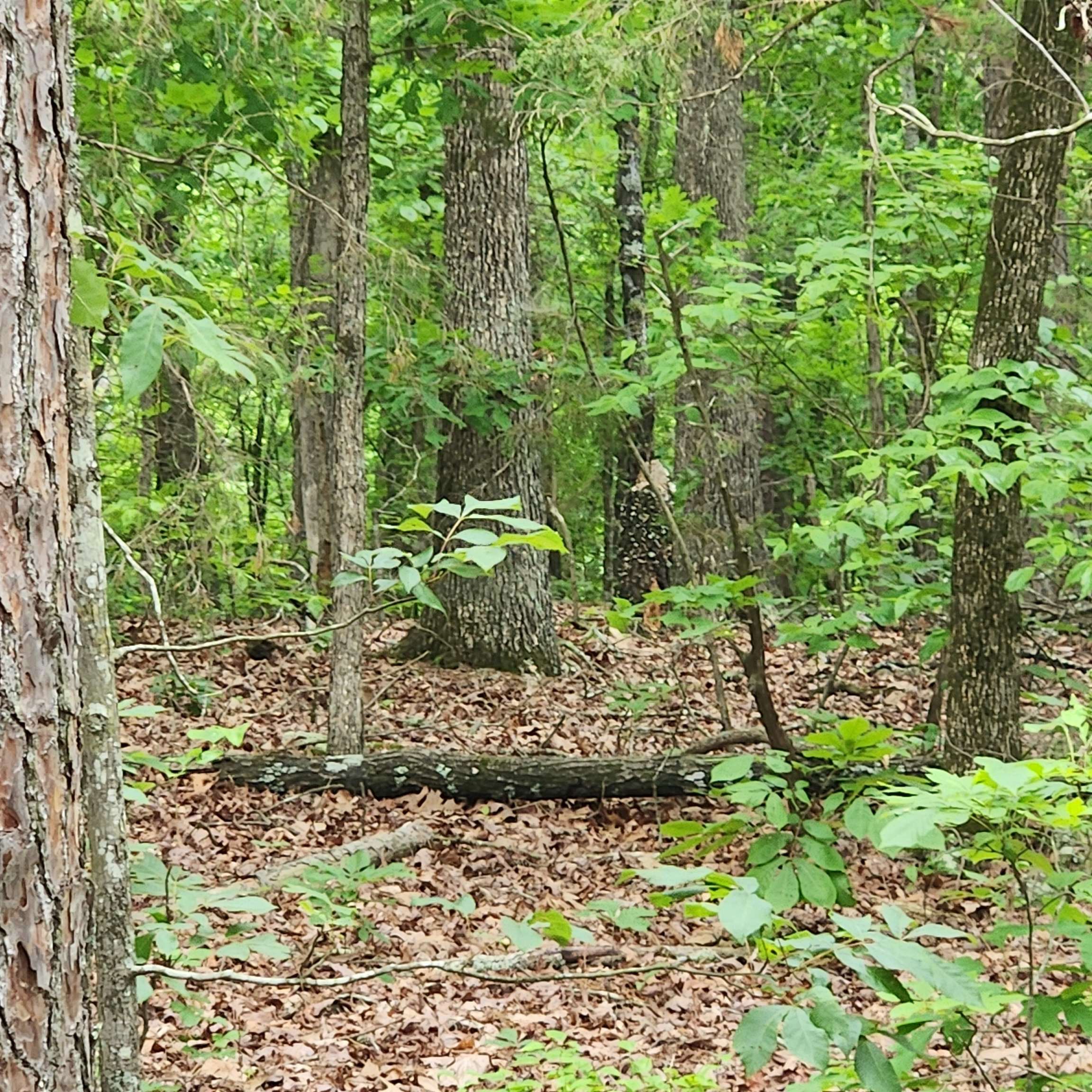 Photo 25 - Vacant Land for sale –   Powells Chapel   Evening Shade, AR
