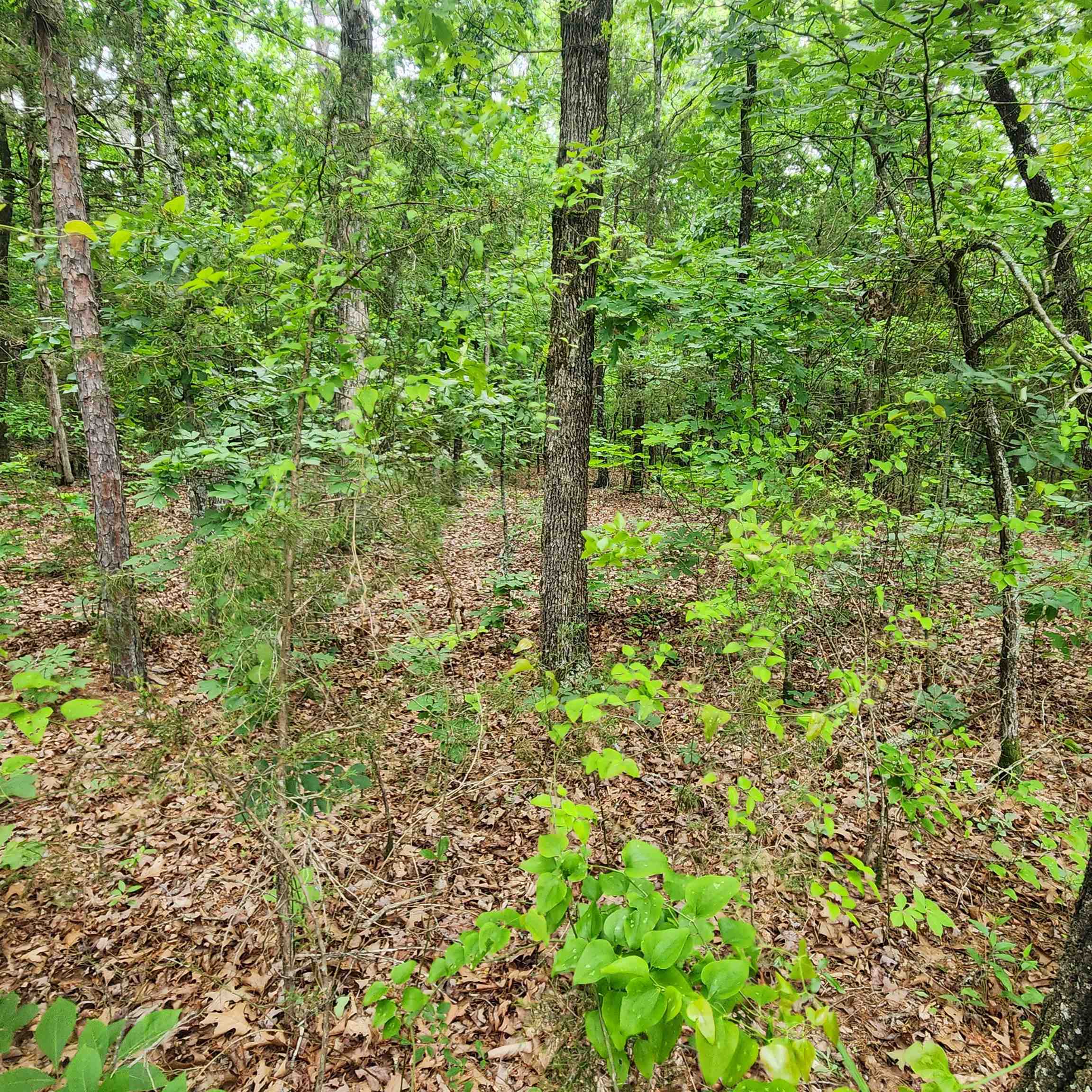 Photo 26 - Vacant Land for sale –   Powells Chapel   Evening Shade, AR