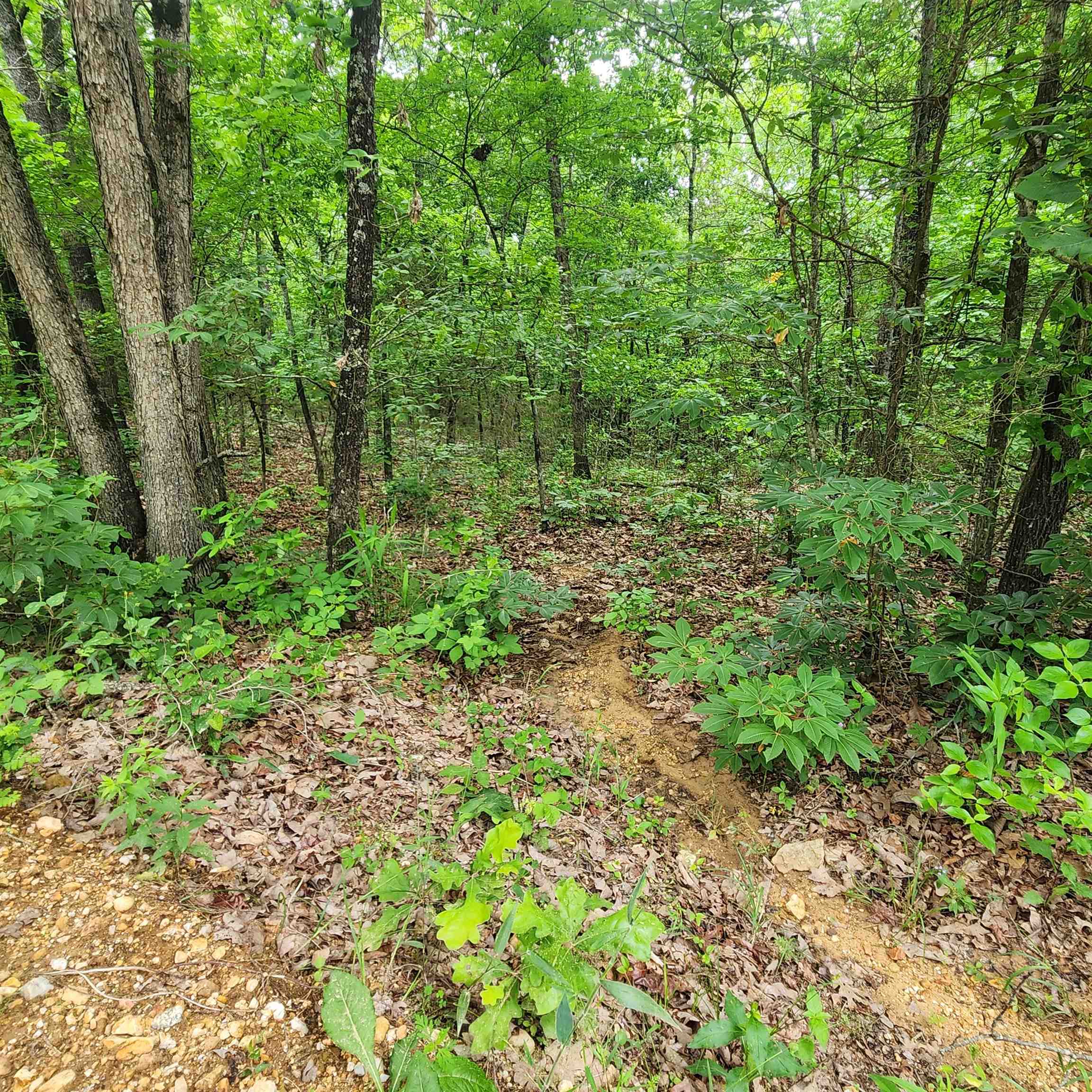 Photo 27 - Vacant Land for sale –   Powells Chapel   Evening Shade, AR