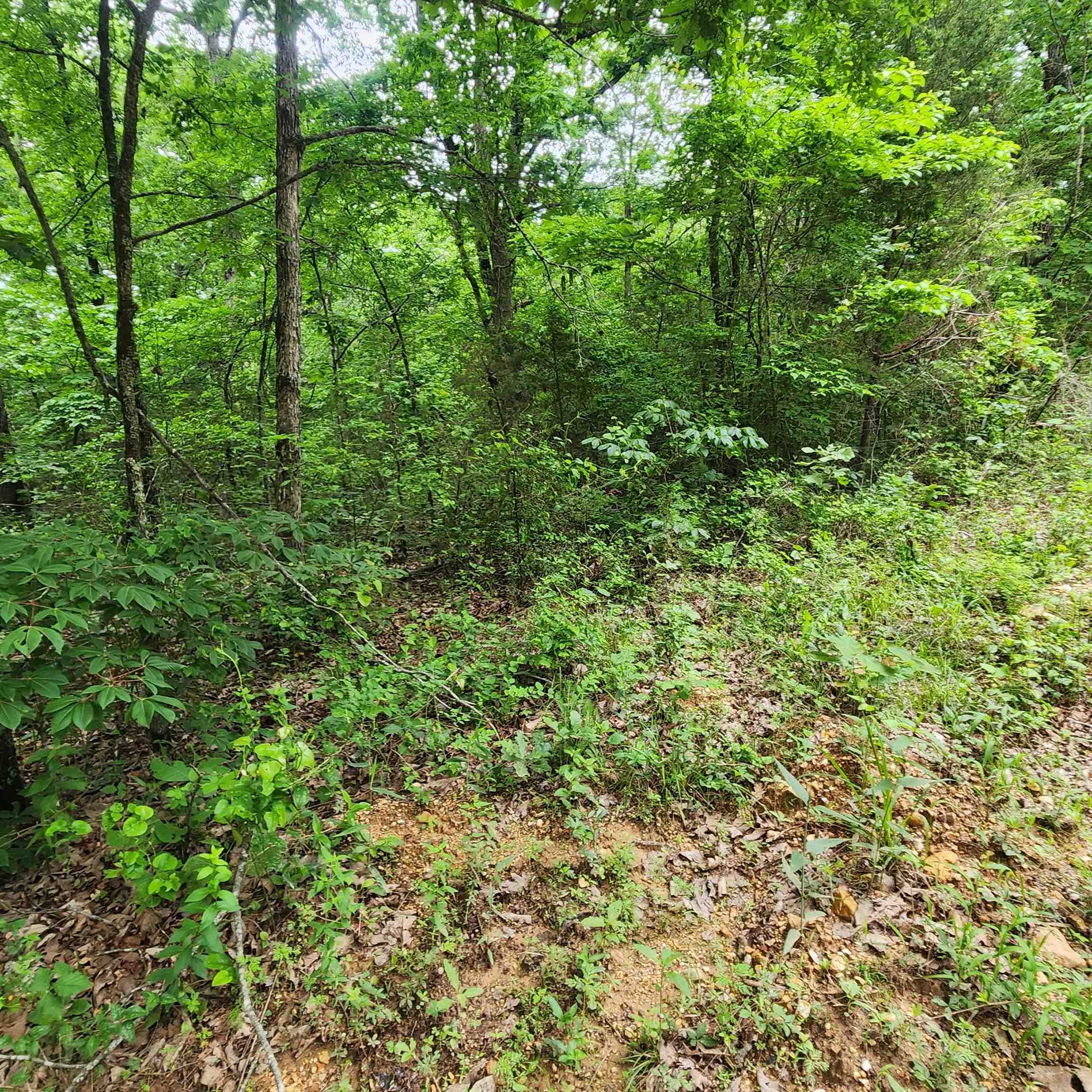 Photo 28 - Vacant Land for sale –   Powells Chapel   Evening Shade, AR