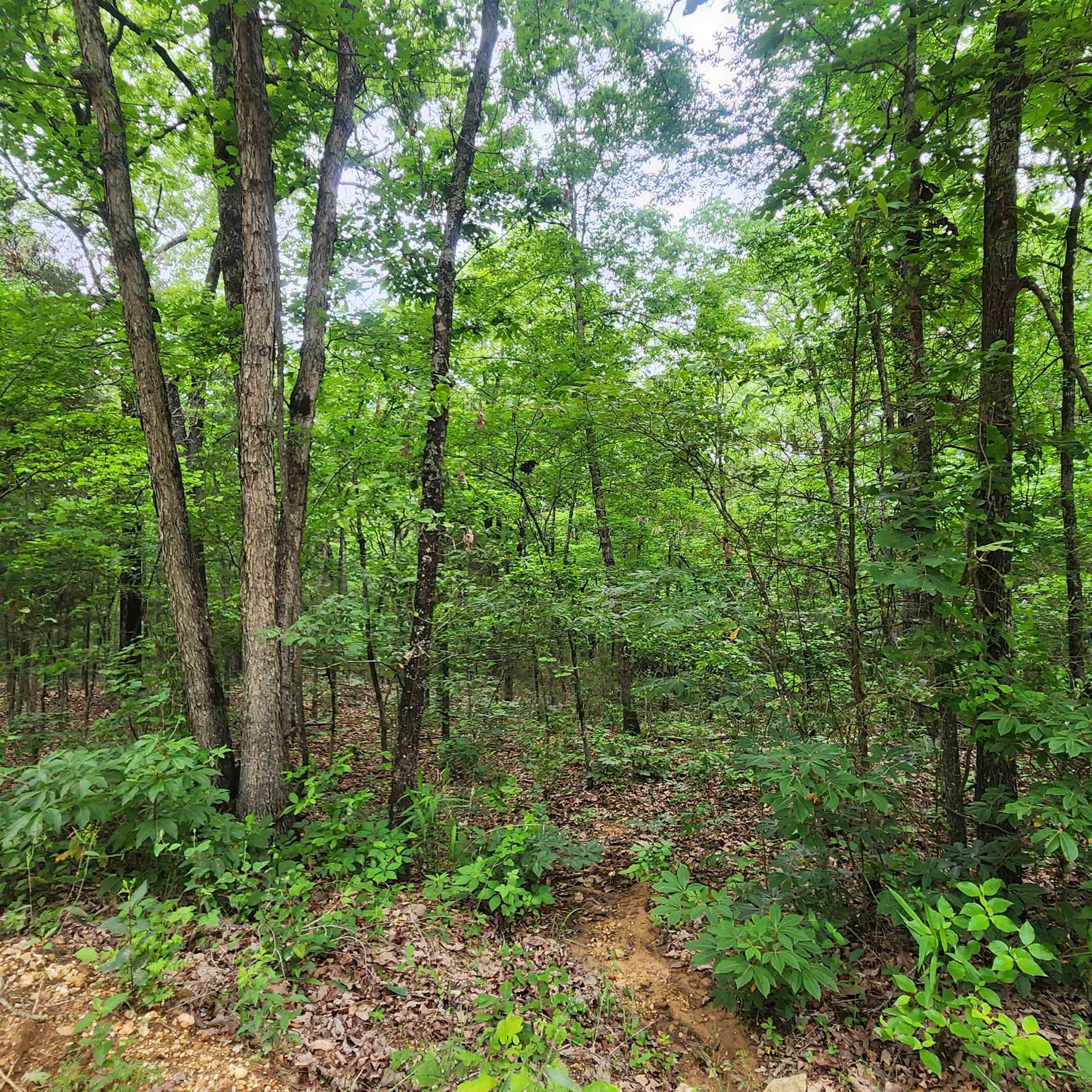 Photo 30 - Vacant Land for sale –   Powells Chapel   Evening Shade, AR