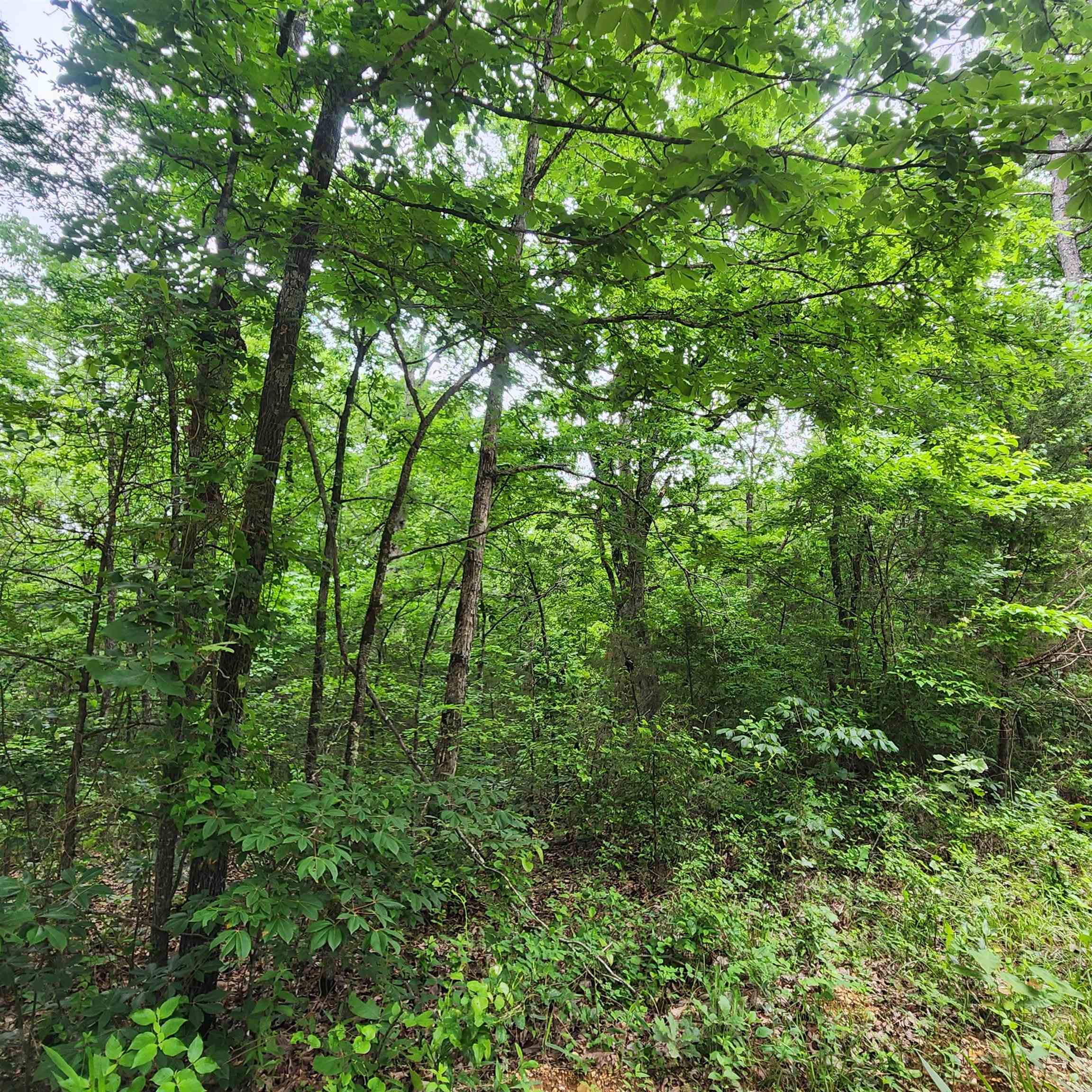 Photo 31 - Vacant Land for sale –   Powells Chapel   Evening Shade, AR