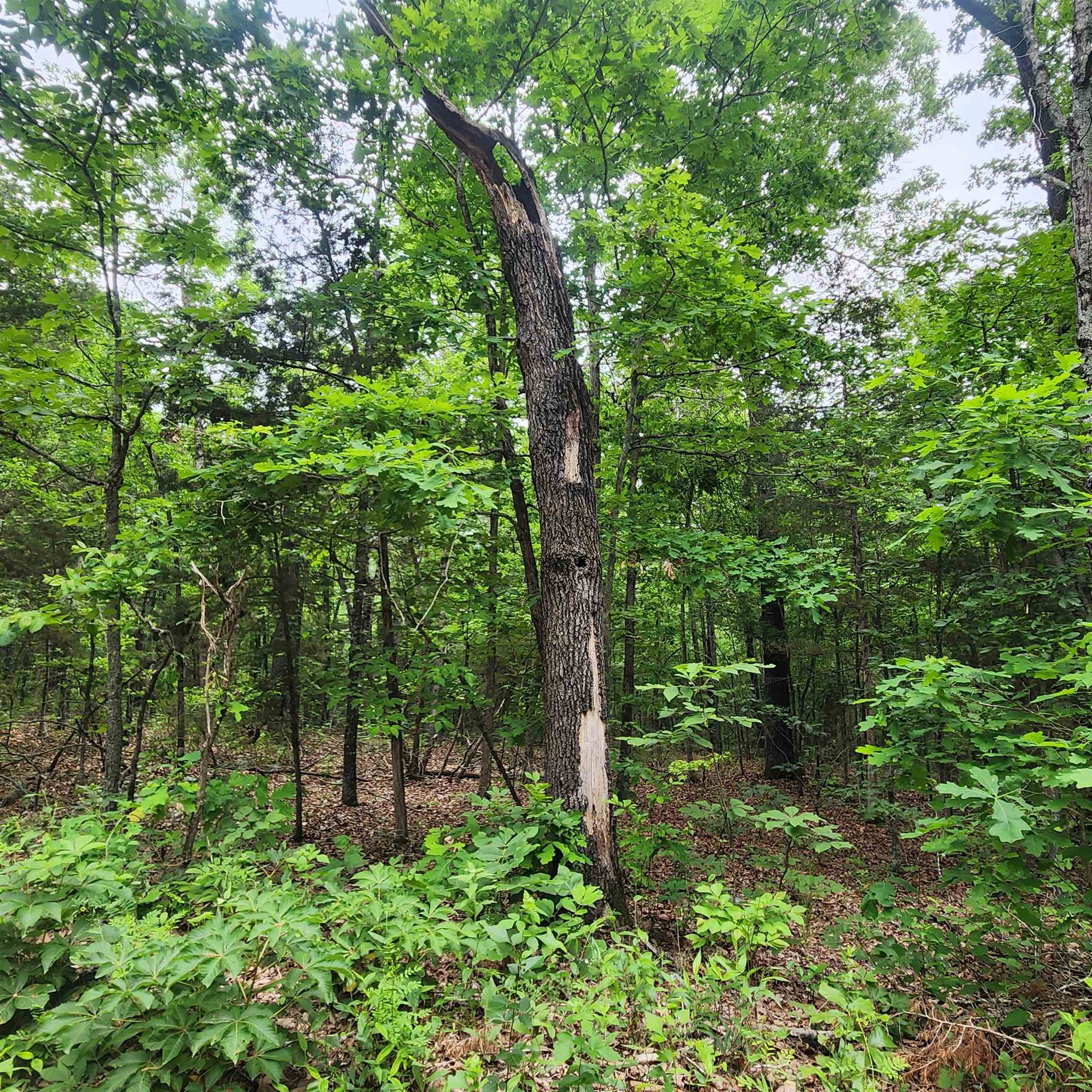 Photo 32 - Vacant Land for sale –   Powells Chapel   Evening Shade, AR