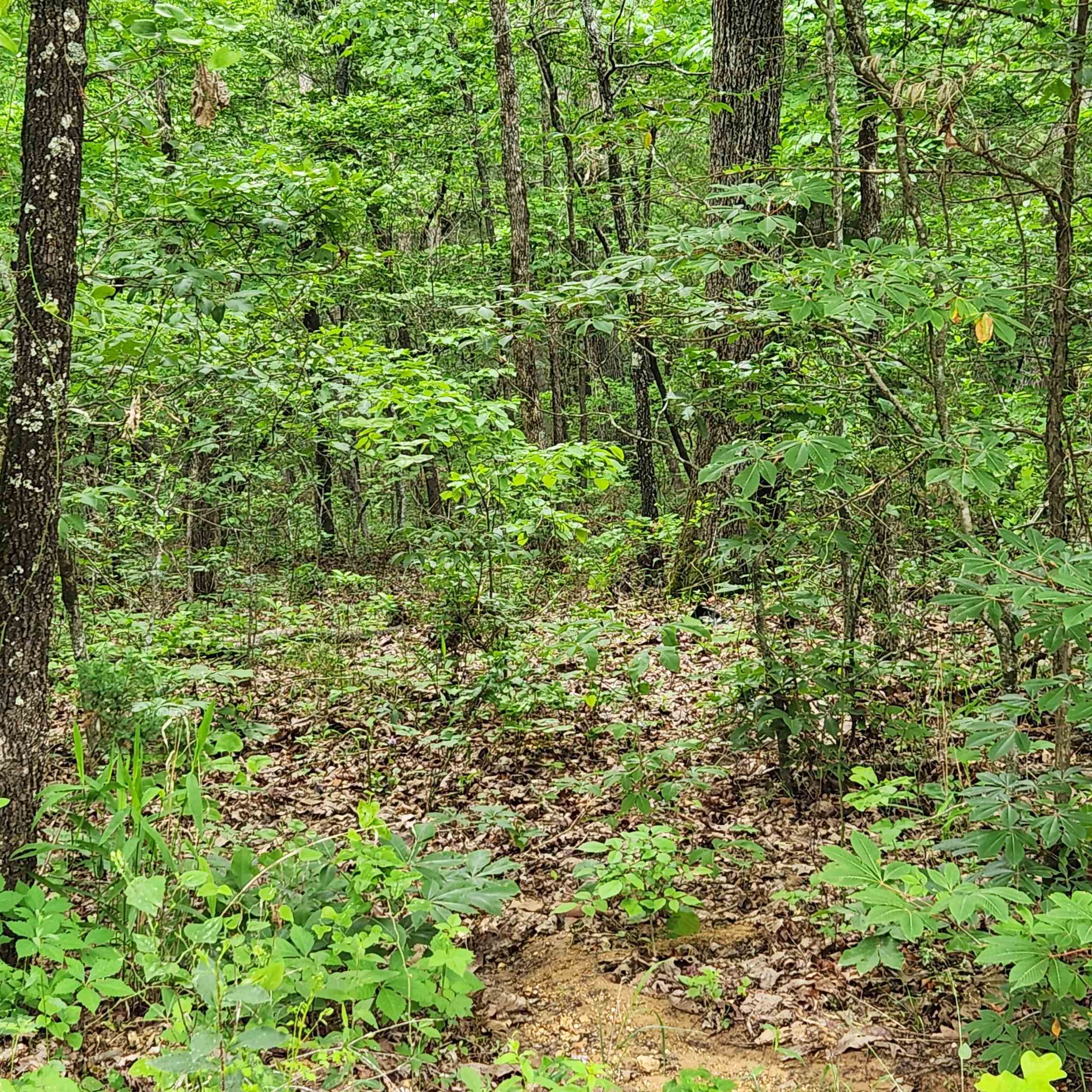 Photo 33 - Vacant Land for sale –   Powells Chapel   Evening Shade, AR
