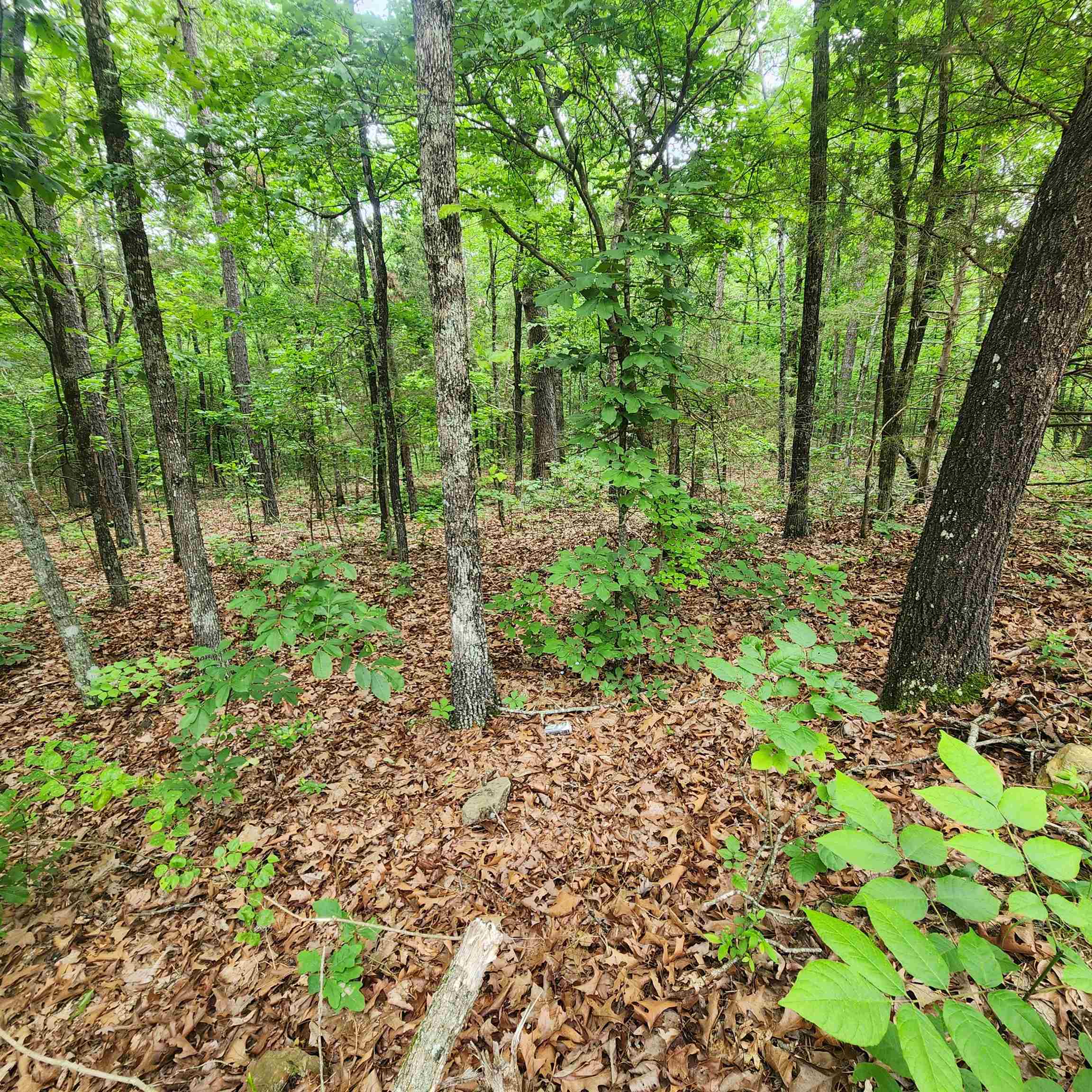 Photo 35 - Vacant Land for sale –   Powells Chapel   Evening Shade, AR