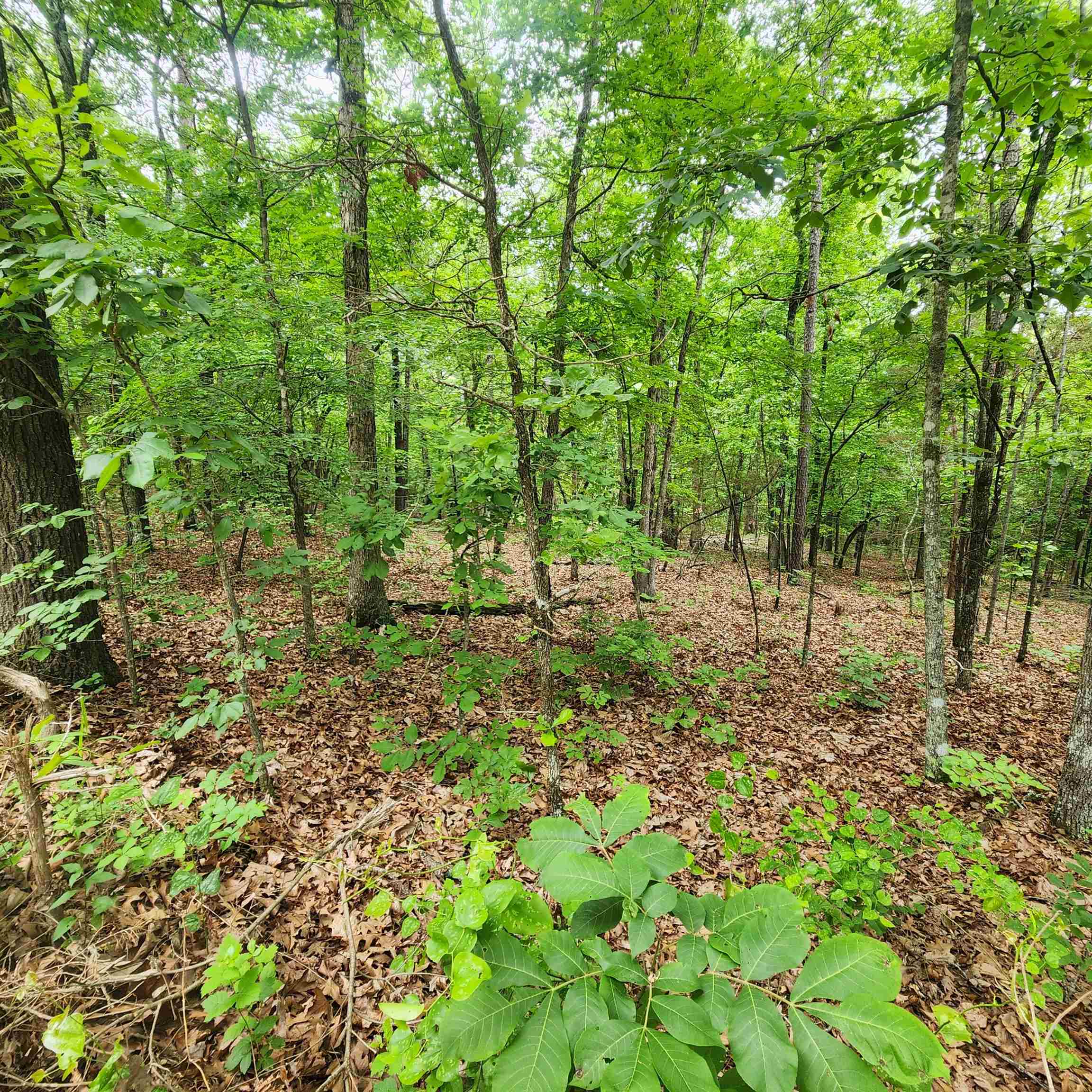 Photo 36 - Vacant Land for sale –   Powells Chapel   Evening Shade, AR