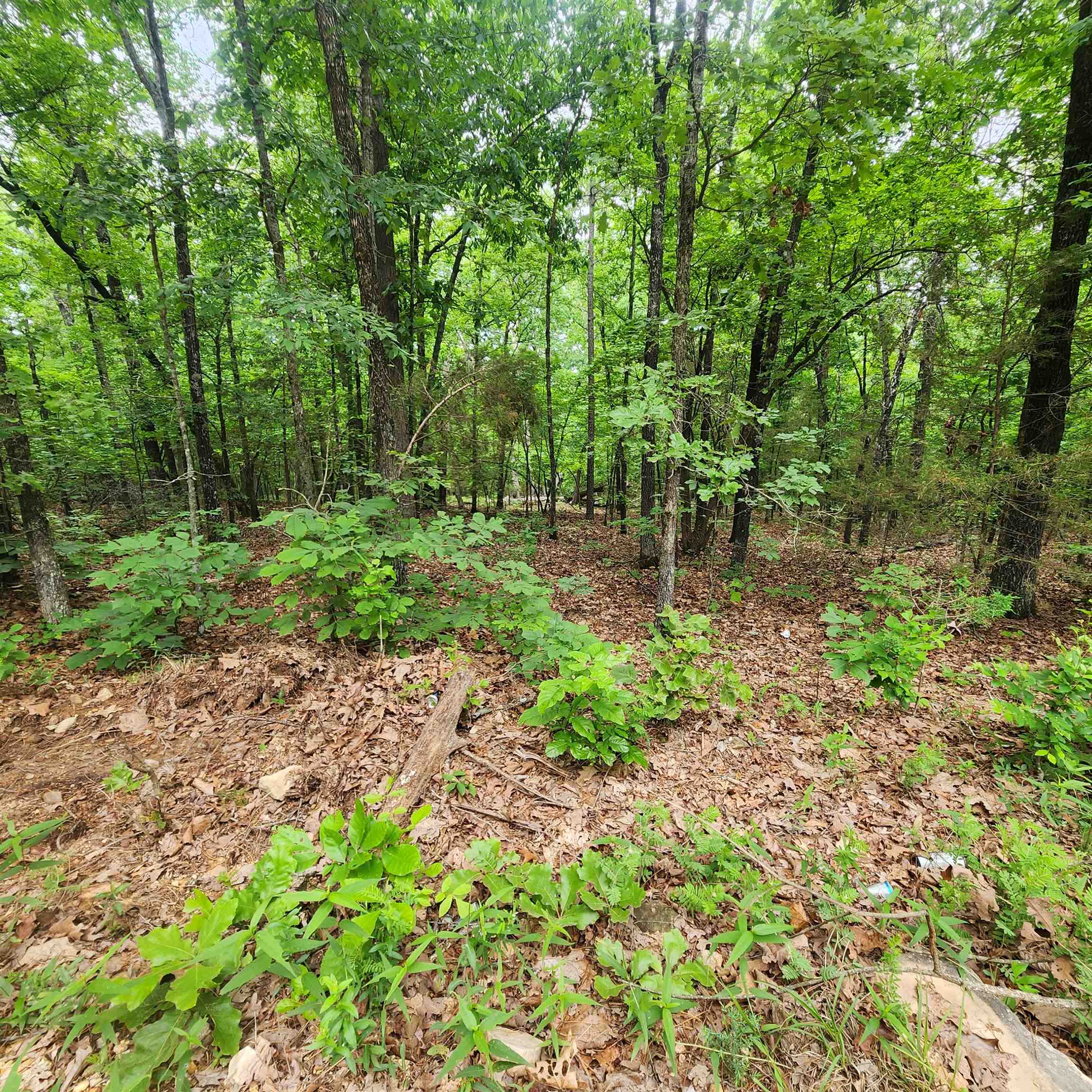 Photo 37 - Vacant Land for sale –   Powells Chapel   Evening Shade, AR