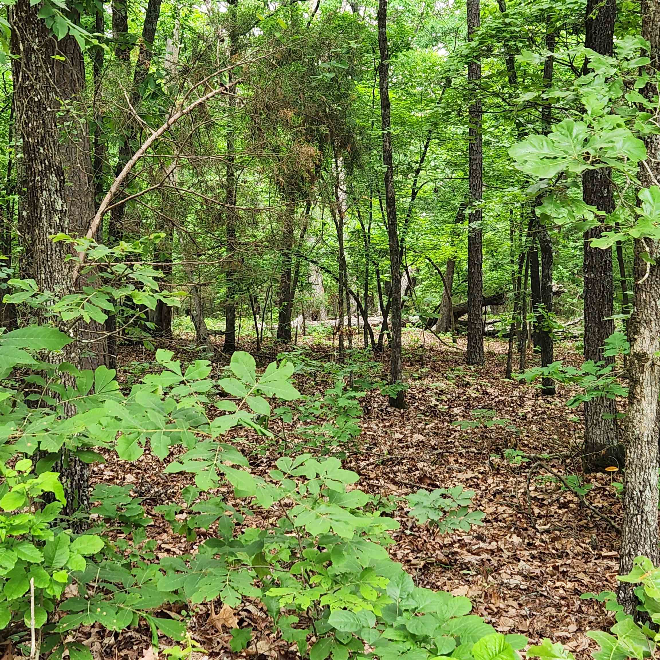 Photo 38 - Vacant Land for sale –   Powells Chapel   Evening Shade, AR