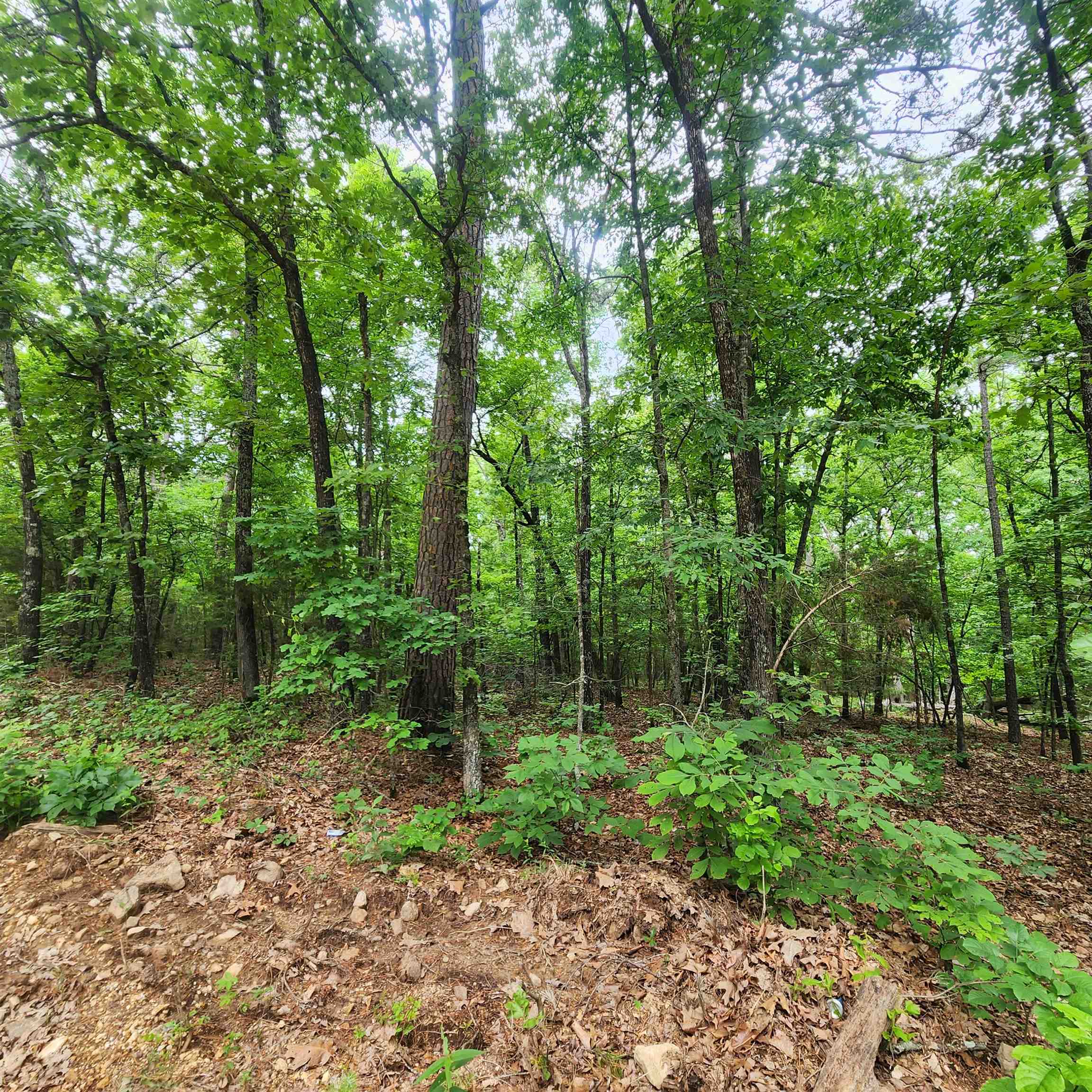 Photo 40 - Vacant Land for sale –   Powells Chapel   Evening Shade, AR