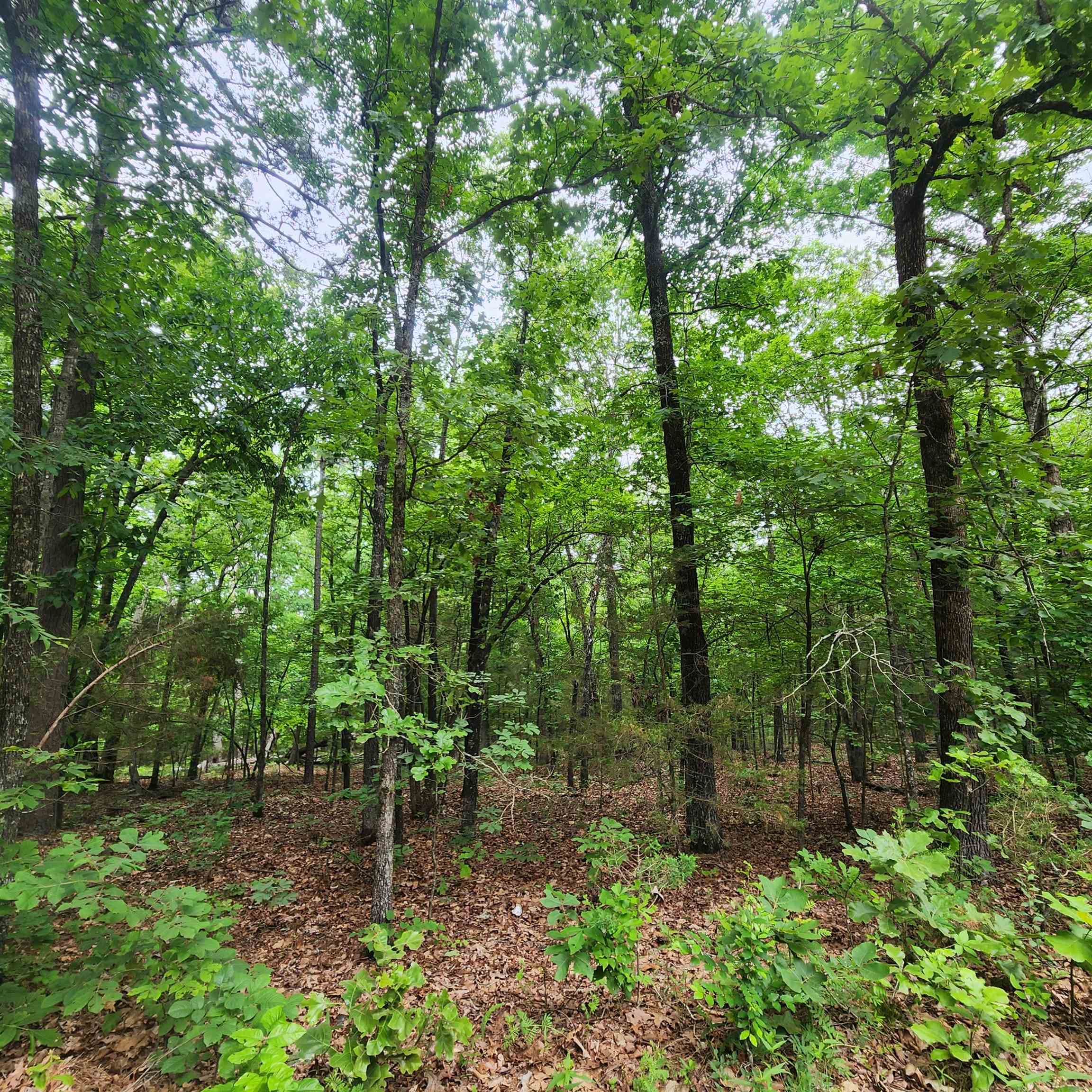 Photo 41 - Vacant Land for sale –   Powells Chapel   Evening Shade, AR