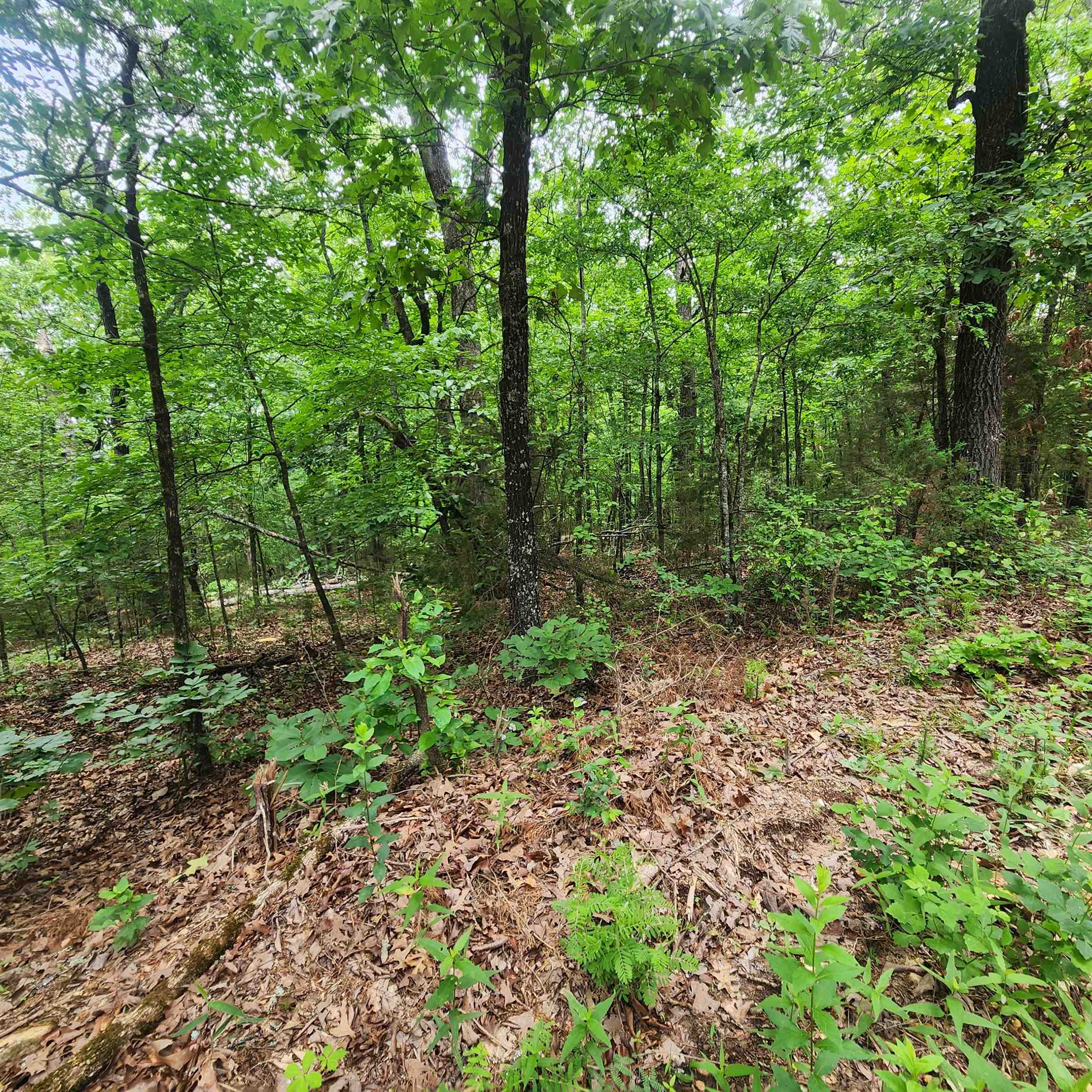 Photo 43 - Vacant Land for sale –   Powells Chapel   Evening Shade, AR