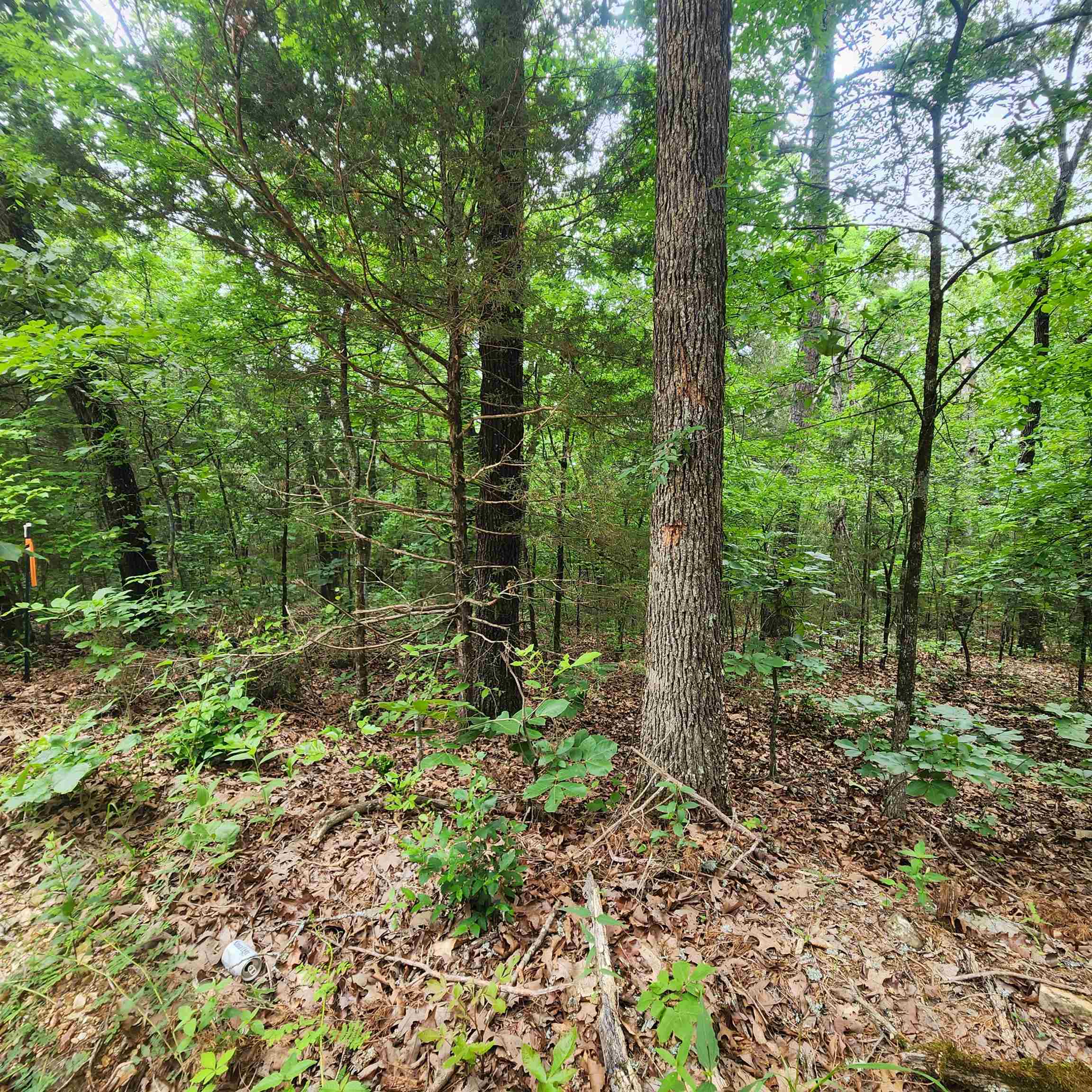 Photo 44 - Vacant Land for sale –   Powells Chapel   Evening Shade, AR