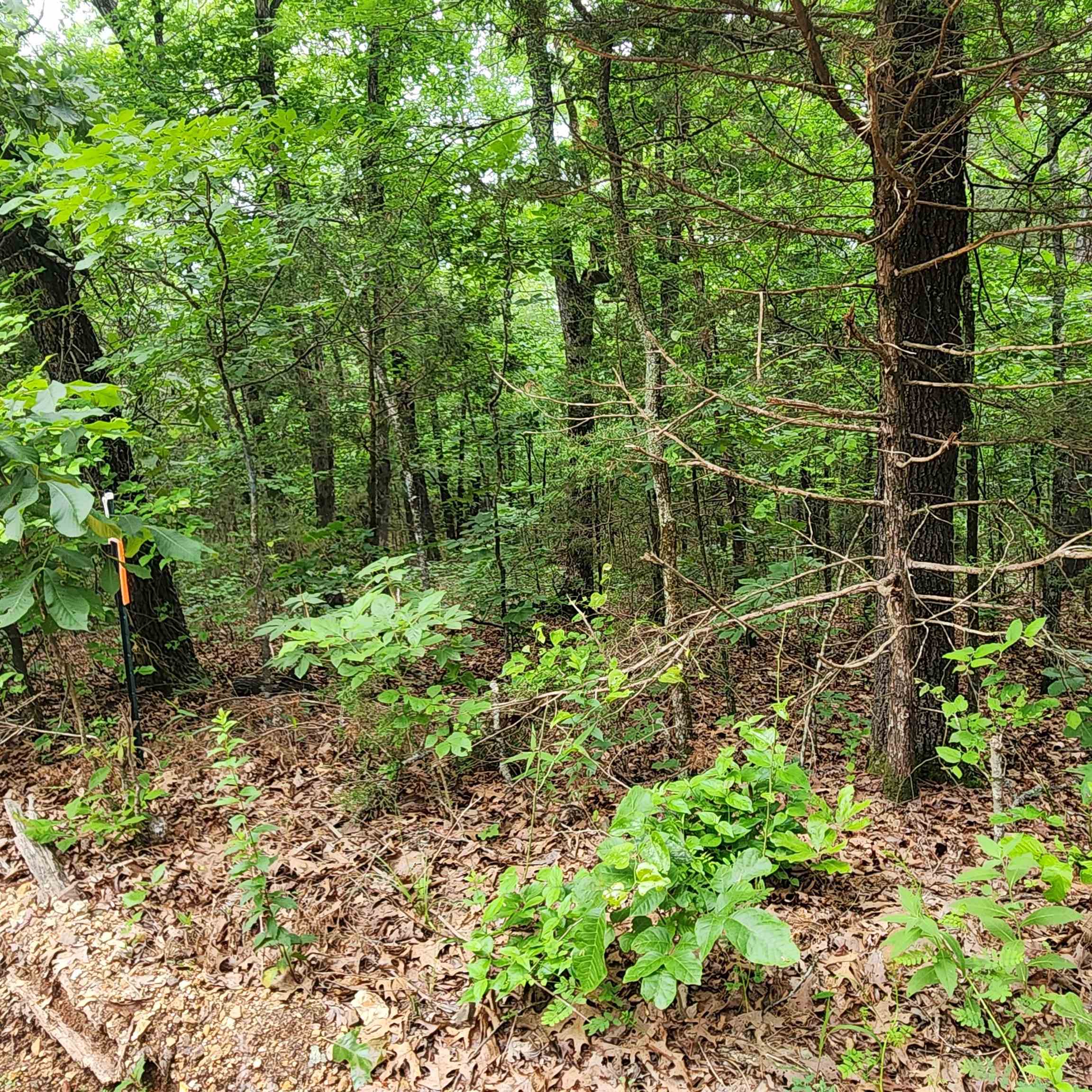 Photo 45 - Vacant Land for sale –   Powells Chapel   Evening Shade, AR
