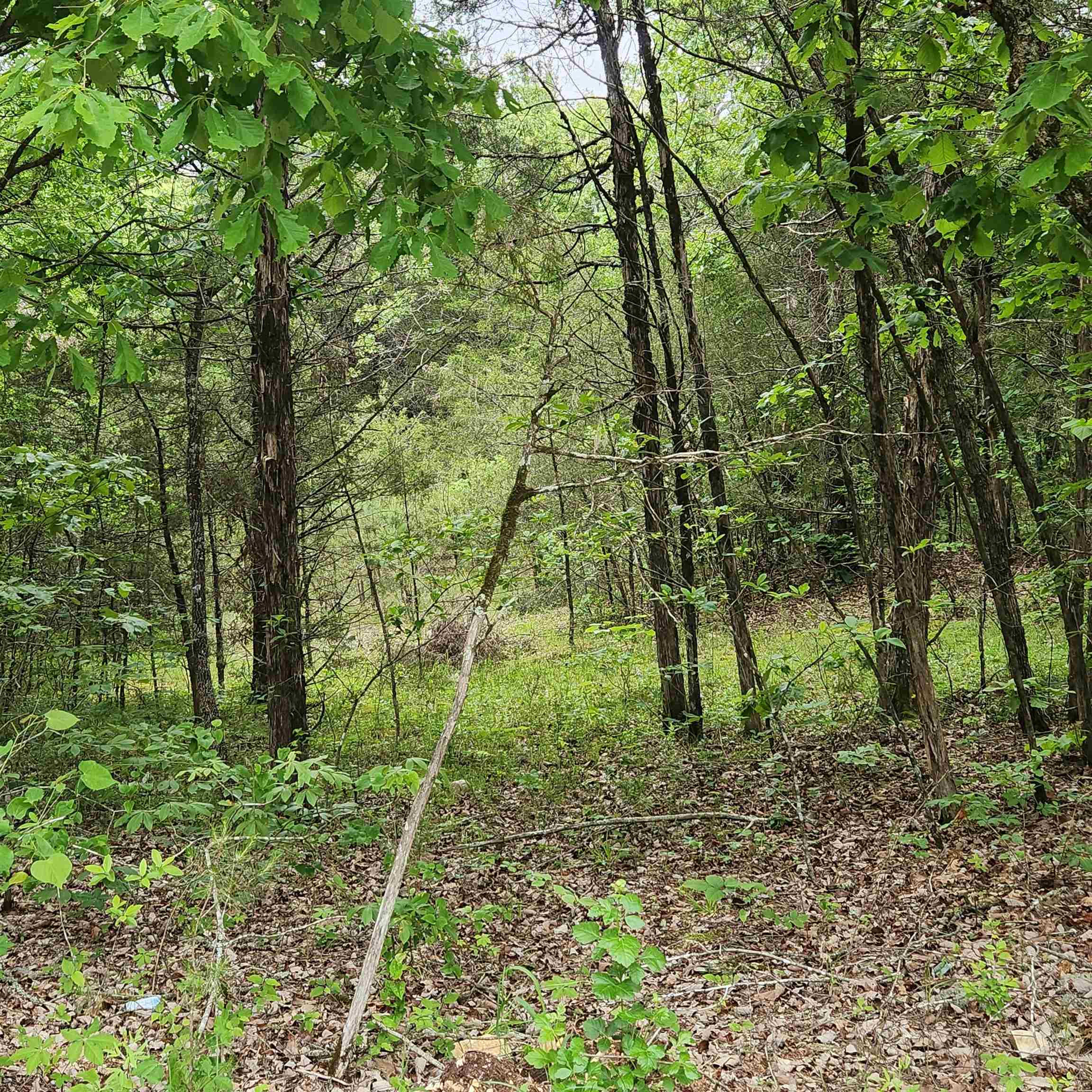 Photo 7 - Vacant Land for sale –   Powells Chapel   Evening Shade, AR