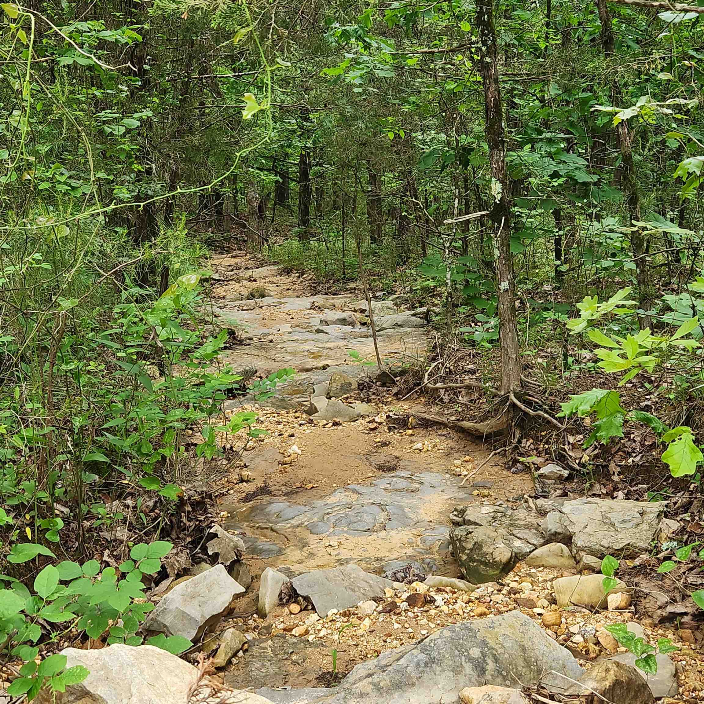 Photo 9 - Vacant Land for sale –   Powells Chapel   Evening Shade, AR