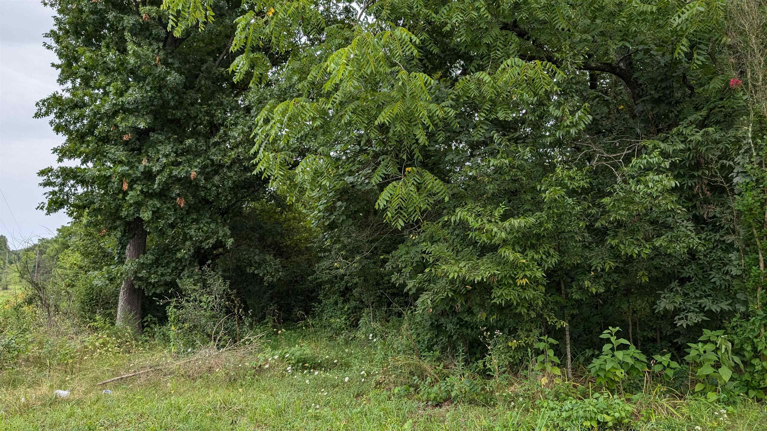 Photo 9 - Vacant Land for sale – 4525  56   Evening Shade, AR