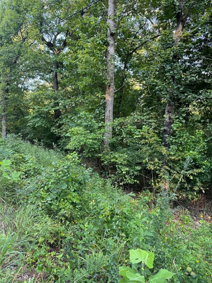 Photo 3 - Vacant Land for sale –   Woodland Hills   Hardy, AR