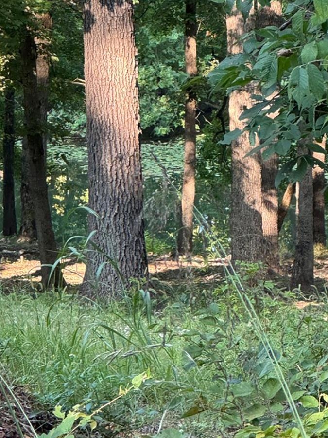Photo 6 - Vacant Land for sale –   Woodland Hills   Hardy, AR