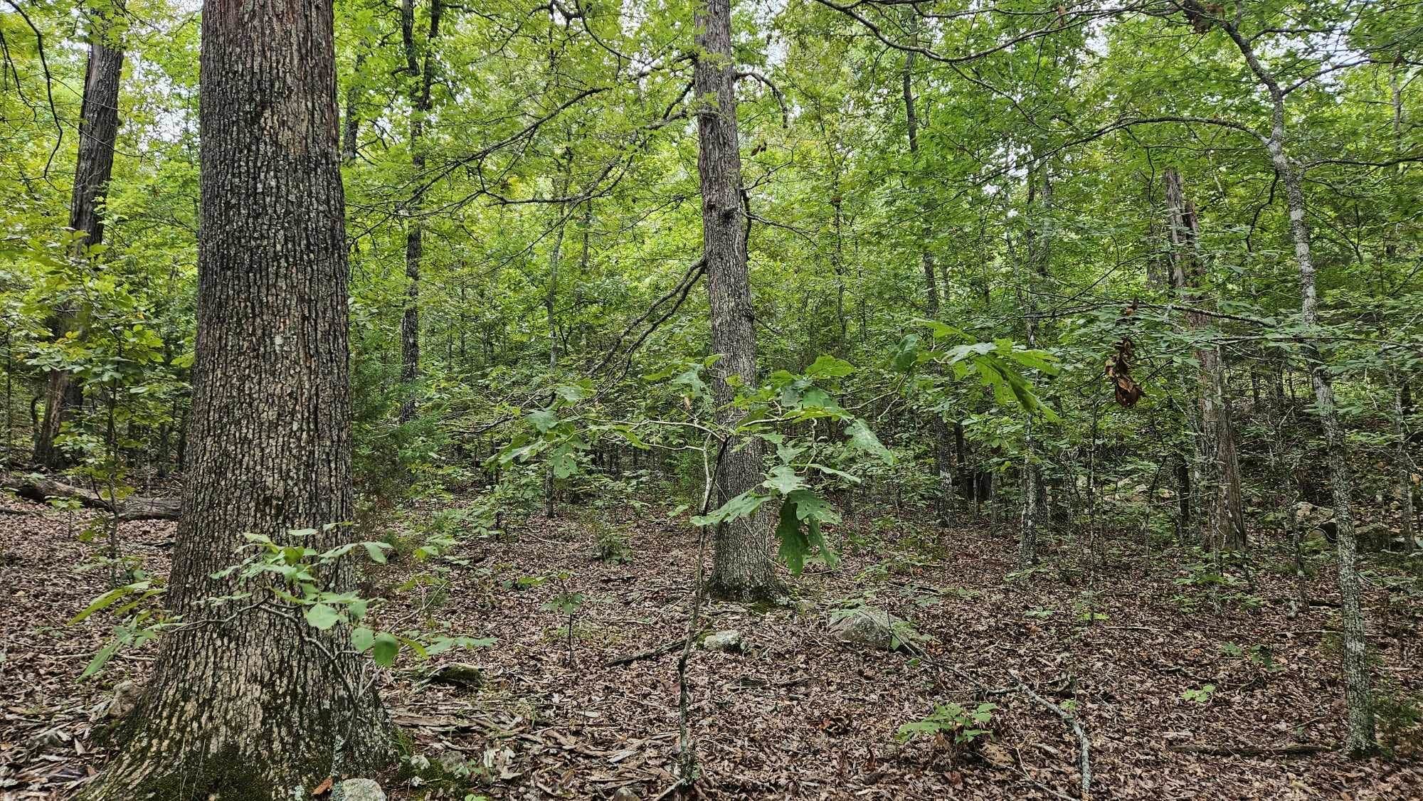 Photo 14 - Vacant Land for sale – 102 N Mother Lode   Horseshoe Bend, AR