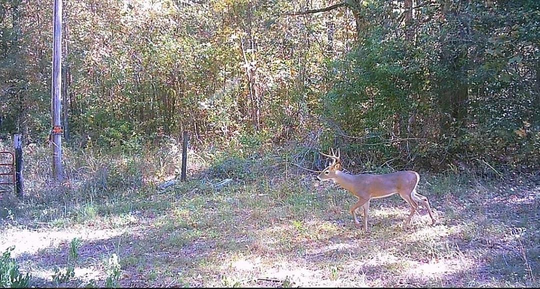 Photo 13 - Vacant Land for sale – Unk  Polk Road 615   Mena, AR