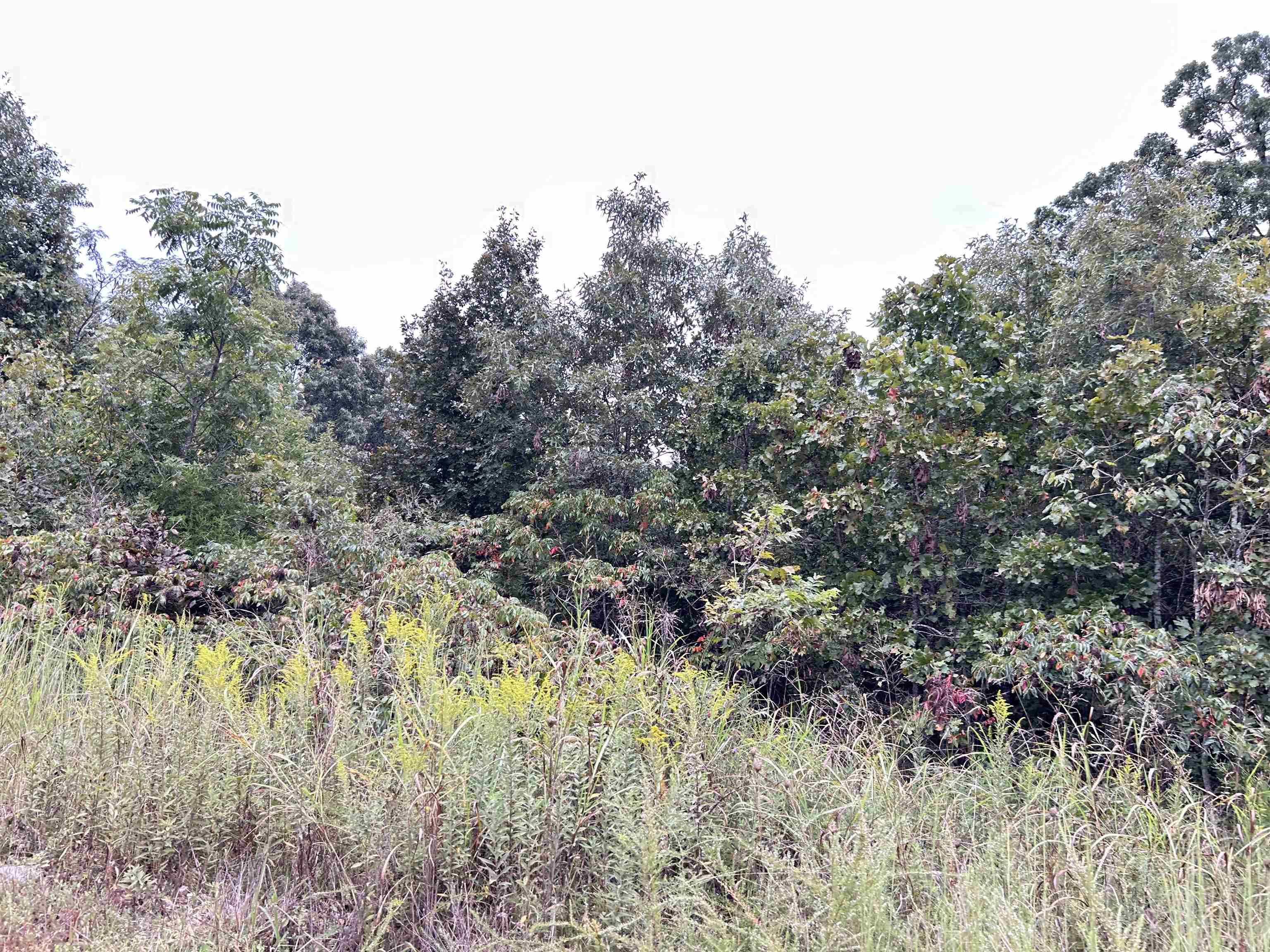 Photo 3 - Vacant Land for sale – Lots 3,4,5  Martin   Ash Flat, AR