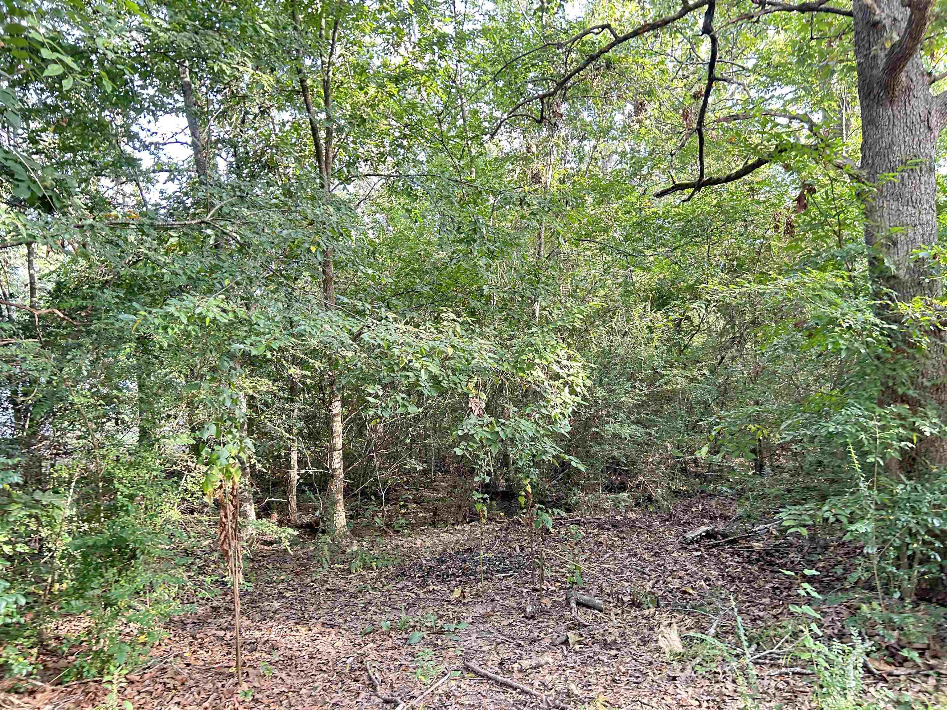 Photo 3 - Vacant Land for sale – Lot 35 N Circle   Ash Flat, AR
