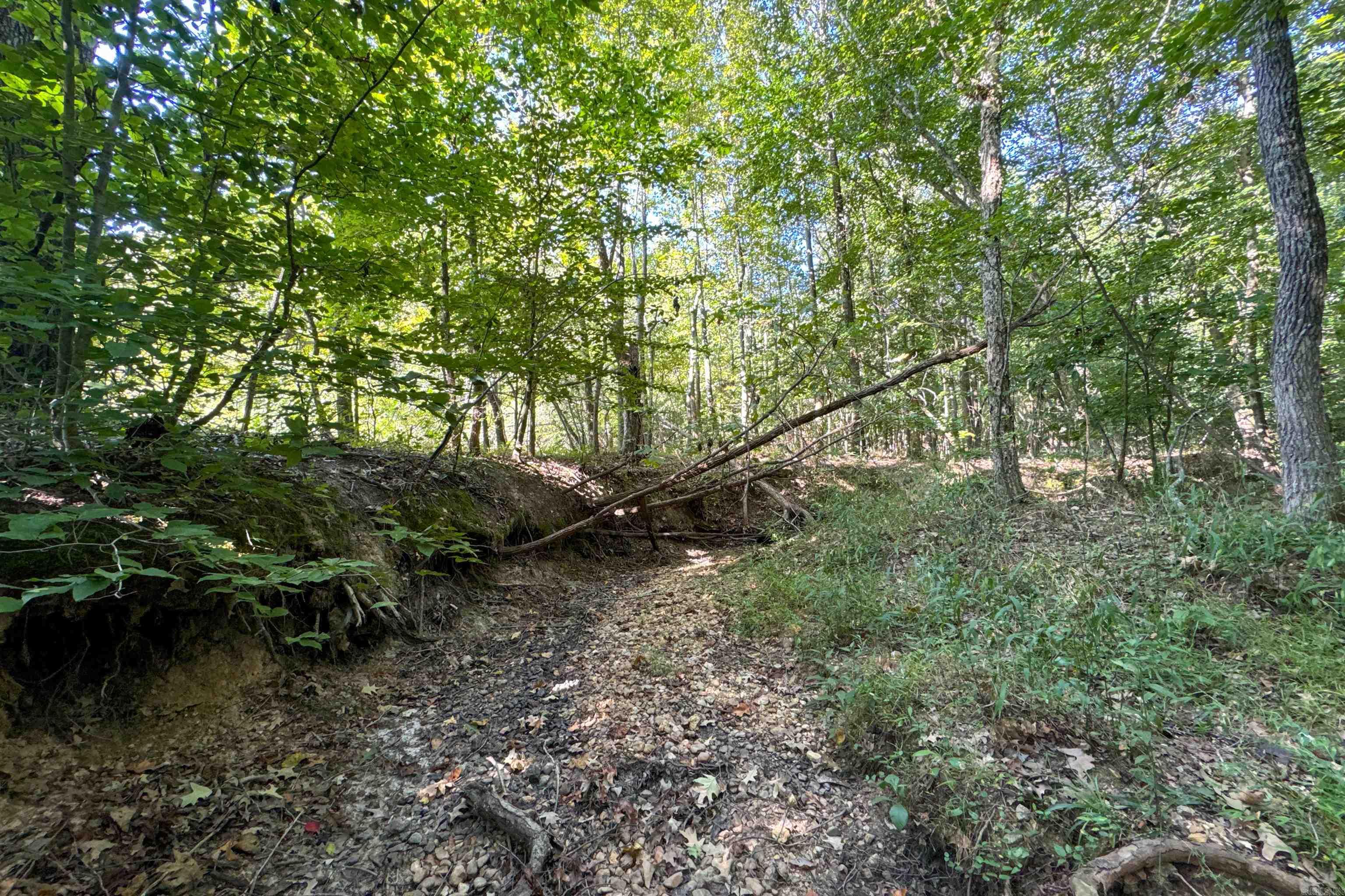 Photo 12 - Vacant Land for sale –   Clay County Rd. 408   Rector, AR