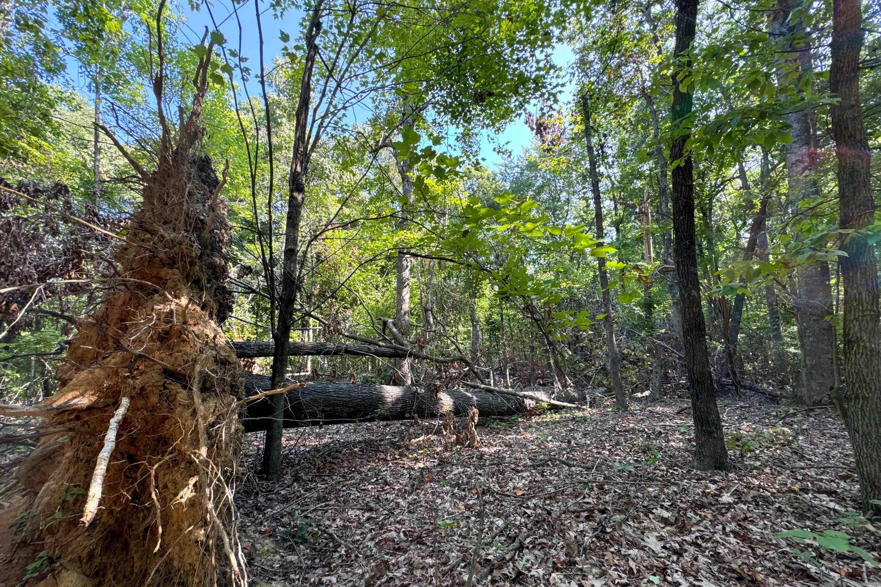 Photo 14 - Vacant Land for sale –   Clay County Rd. 408   Rector, AR