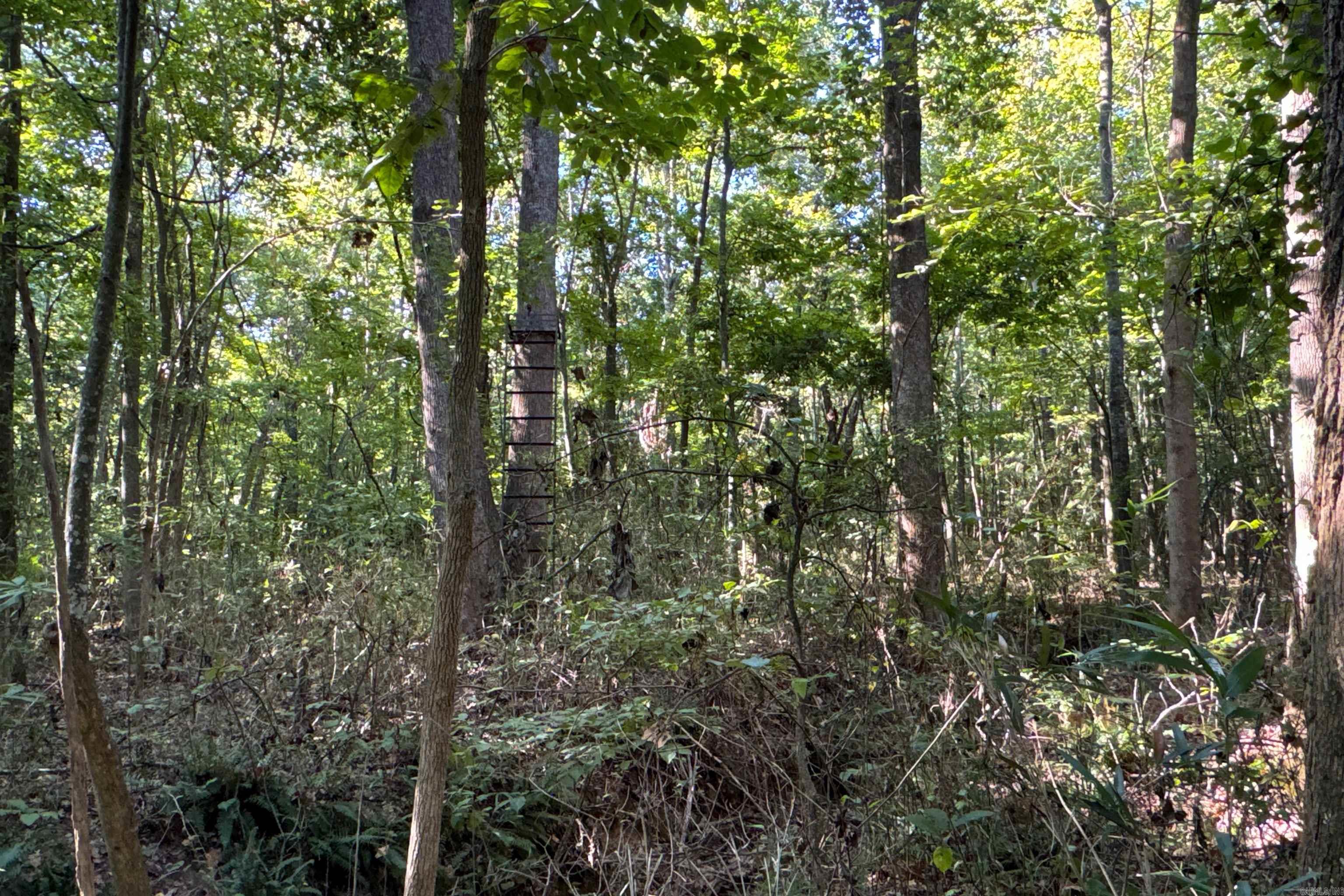 Photo 15 - Vacant Land for sale –   Clay County Rd. 408   Rector, AR