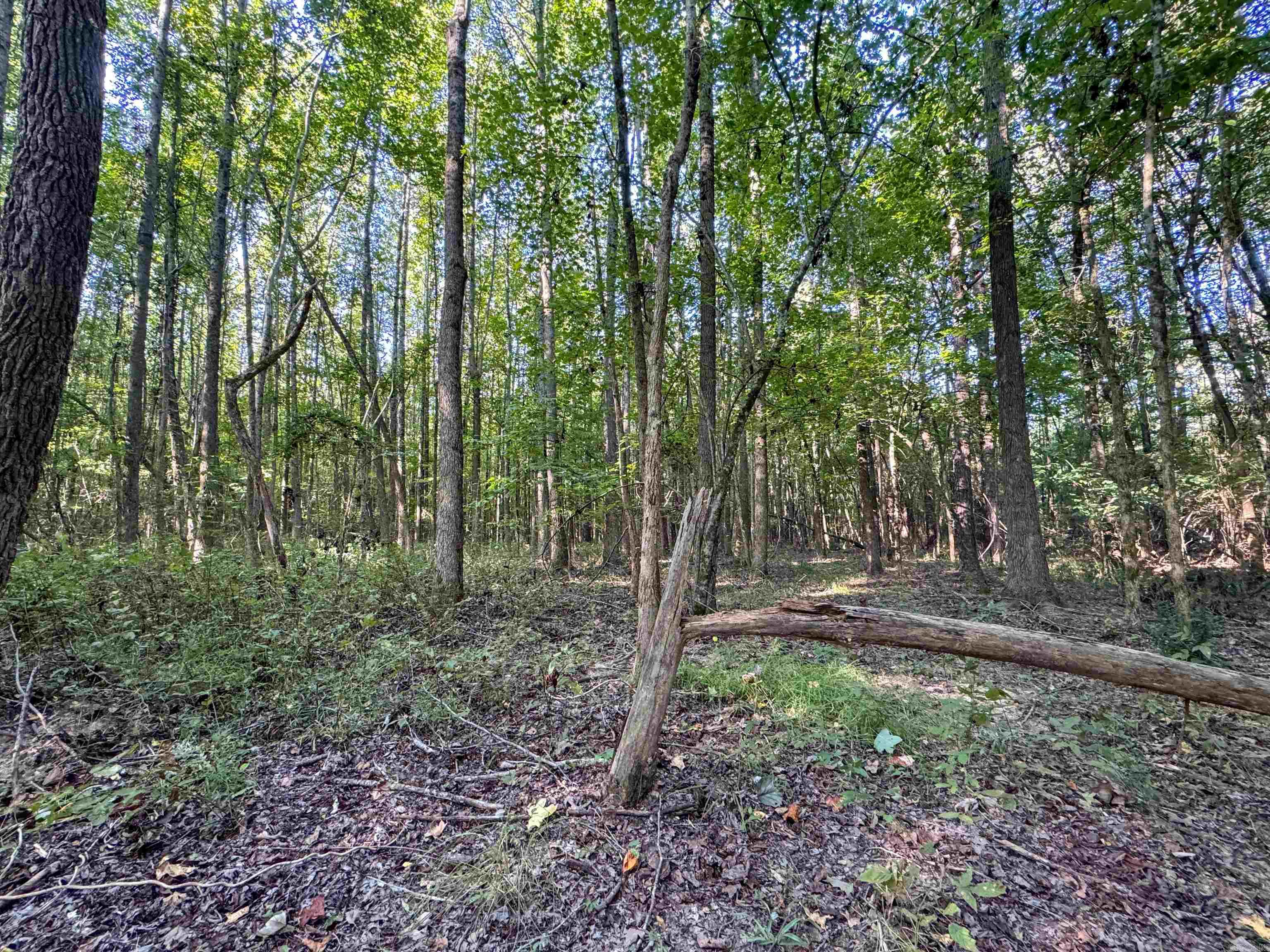 Photo 18 - Vacant Land for sale –   Clay County Rd. 408   Rector, AR