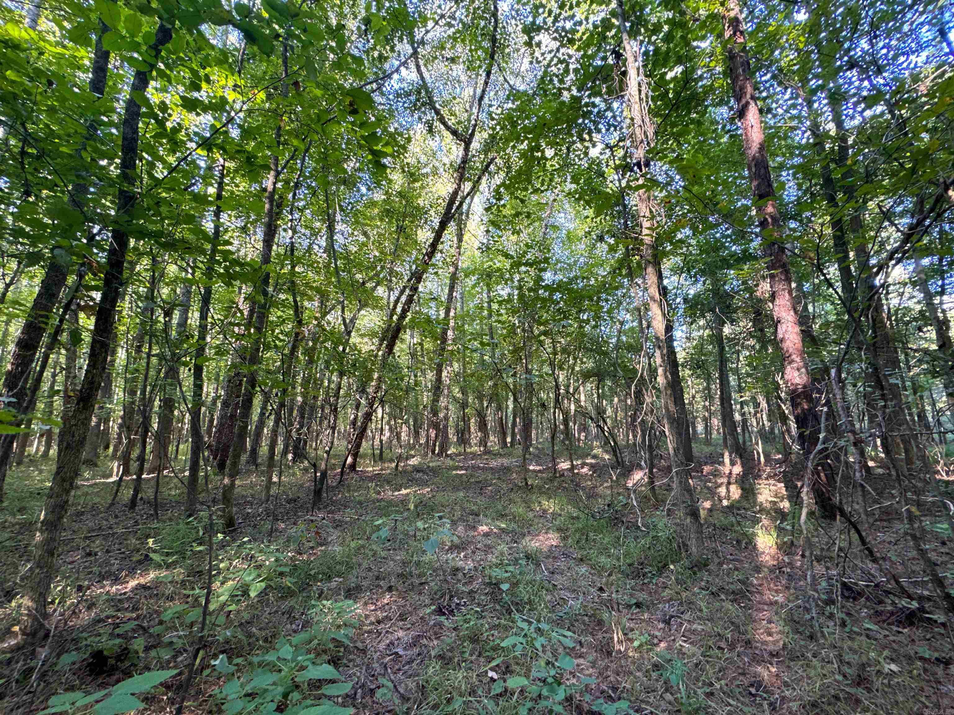 Photo 19 - Vacant Land for sale –   Clay County Rd. 408   Rector, AR