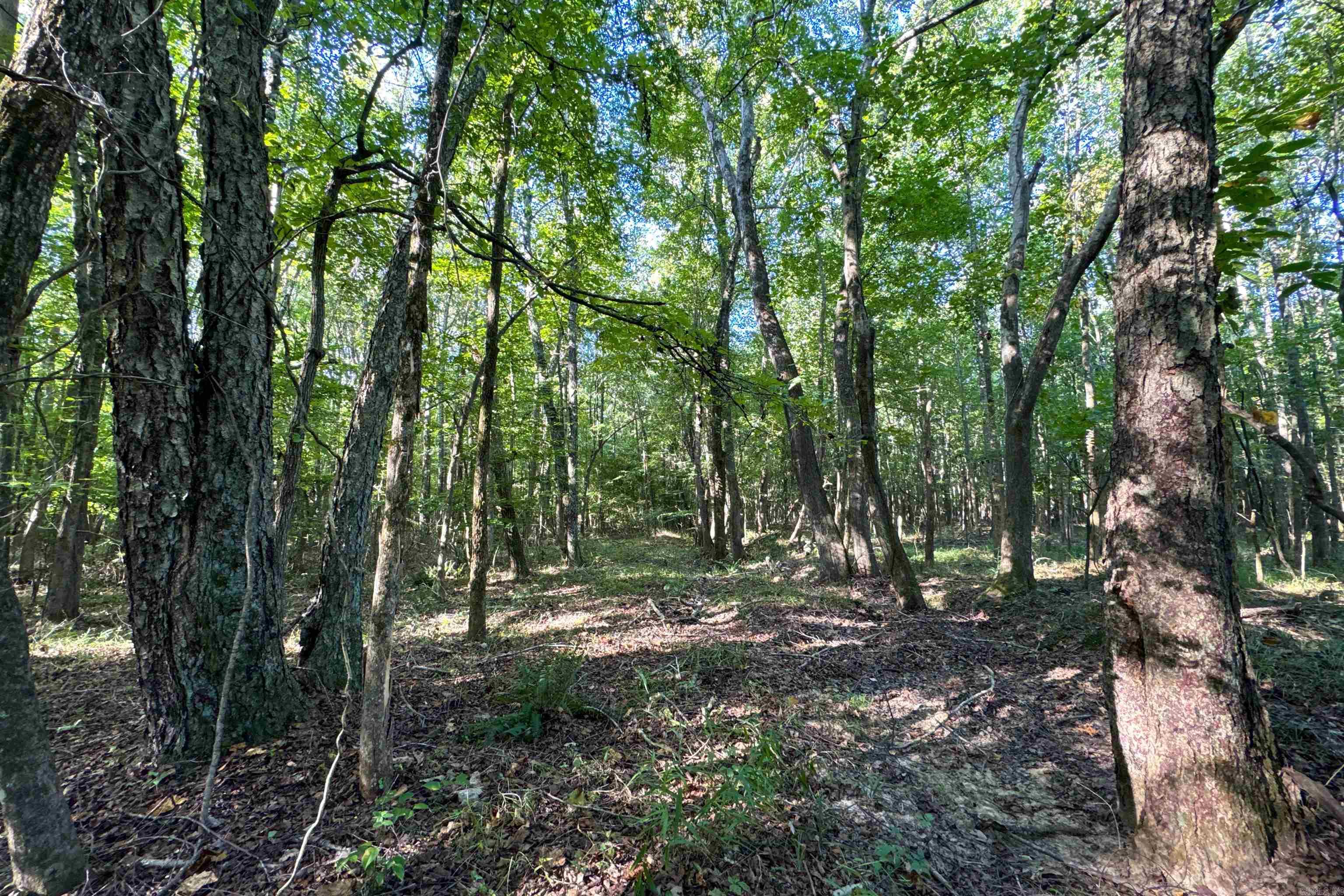 Photo 21 - Vacant Land for sale –   Clay County Rd. 408   Rector, AR