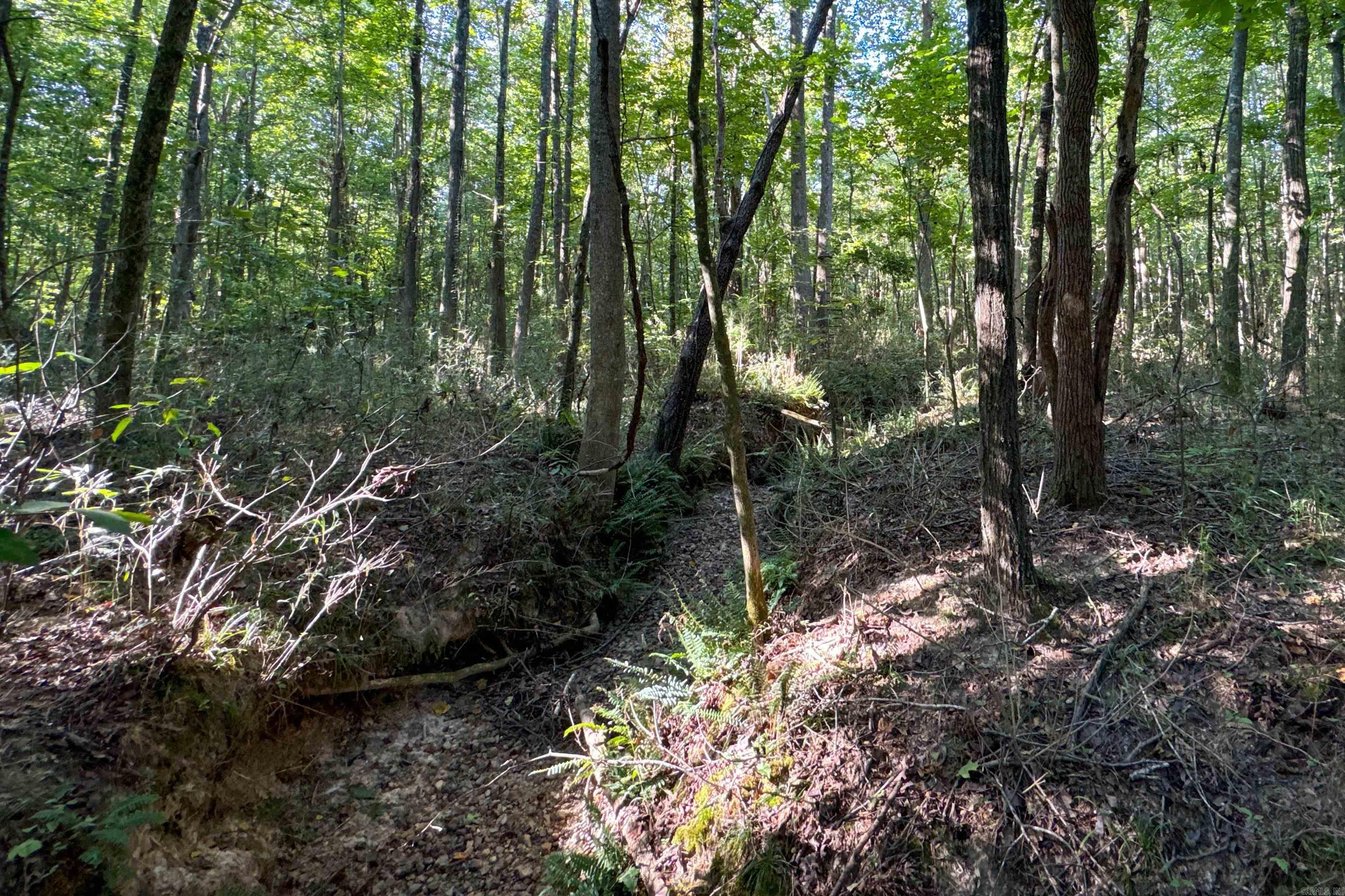 Photo 22 - Vacant Land for sale –   Clay County Rd. 408   Rector, AR