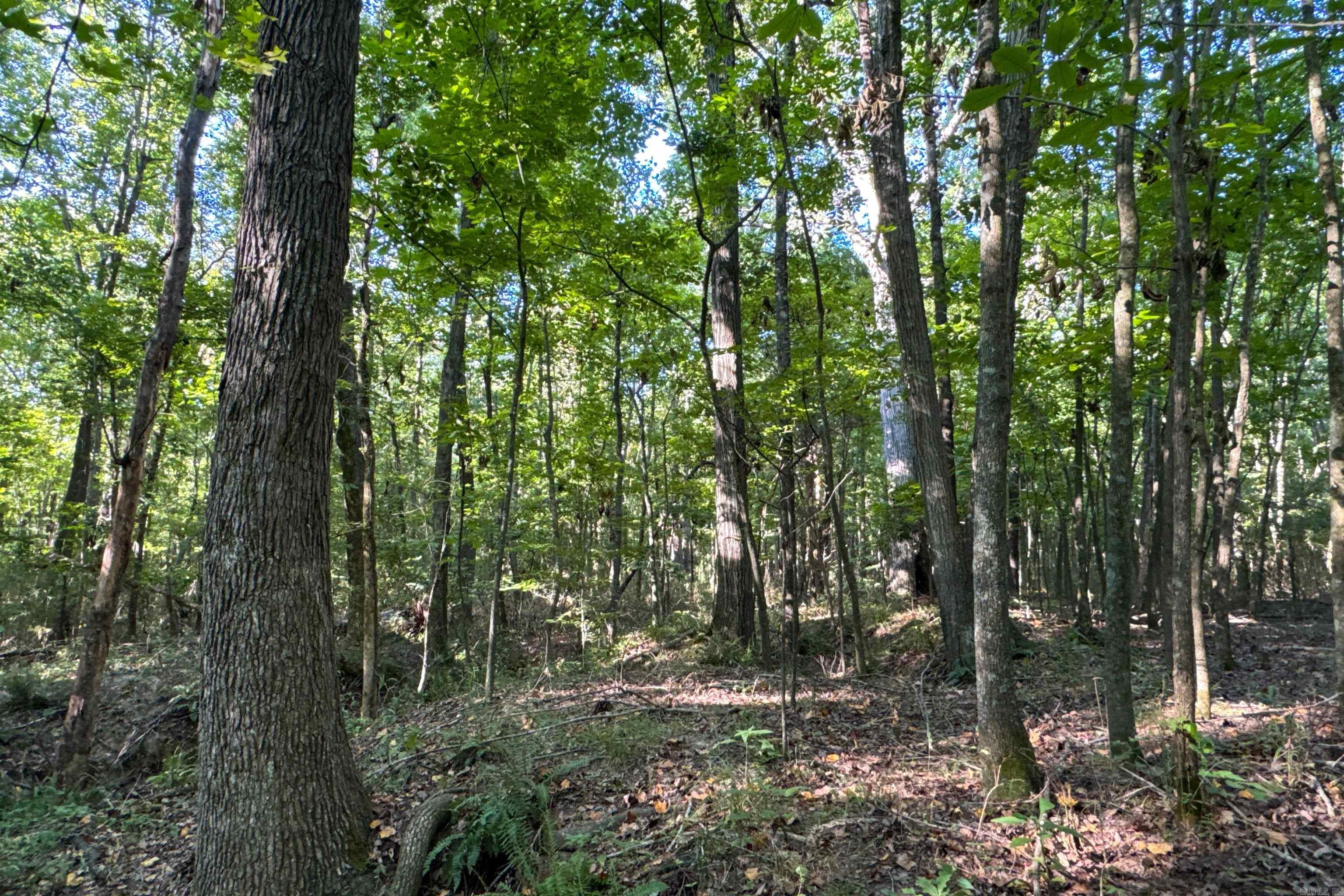 Photo 23 - Vacant Land for sale –   Clay County Rd. 408   Rector, AR